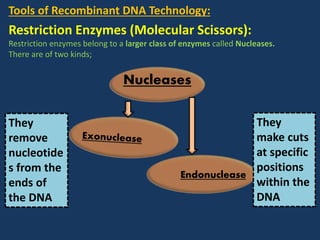 Nucleases
Endonuclease
They
remove
nucleotide
s from the
ends of
the DNA
They
make cuts
at specific
positions
within the
DNA
Tools of Recombinant DNA Technology:
Restriction Enzymes (Molecular Scissors):
Restriction enzymes belong to a larger class of enzymes called Nucleases.
There are of two kinds;
 