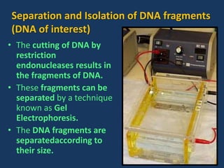 • The cutting of DNA by
restriction
endonucleases results in
the fragments of DNA.
• These fragments can be
separated by a technique
known as Gel
Electrophoresis.
• The DNA fragments are
separatedaccording to
their size.
Separation and Isolation of DNA fragments
(DNA of interest)
 
