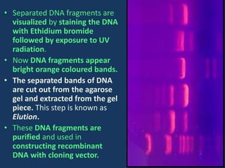 • Separated DNA fragments are
visualized by staining the DNA
with Ethidium bromide
followed by exposure to UV
radiation.
• Now DNA fragments appear
bright orange coloured bands.
• The separated bands of DNA
are cut out from the agarose
gel and extracted from the gel
piece. This step is known as
Elution.
• These DNA fragments are
purified and used in
constructing recombinant
DNA with cloning vector.
 