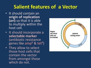 Salient features of a Vector
• It should contain an
origin of replication
(ori) so that it is able
to multiply within the
host cell.
• It should incorporate a
selectable marker
(antibiotic resistance
genes like ampR & tetR)
• They allow to select
those host cells that
contain the vector
from amongst those
which do not.
 