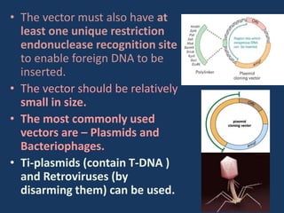 • The vector must also have at
least one unique restriction
endonuclease recognition site
to enable foreign DNA to be
inserted.
• The vector should be relatively
small in size.
• The most commonly used
vectors are – Plasmids and
Bacteriophages.
• Ti-plasmids (contain T-DNA )
and Retroviruses (by
disarming them) can be used.
 
