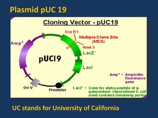 Plasmid pUC 19
UC stands for University of California
 