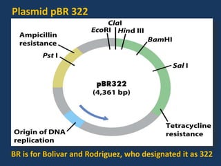 Plasmid pBR 322
BR is for Bolivar and Rodriguez, who designated it as 322
 