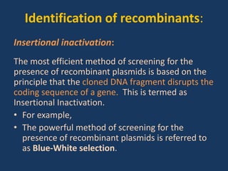 Identification of recombinants:
Insertional inactivation:
The most efficient method of screening for the
presence of recombinant plasmids is based on the
principle that the cloned DNA fragment disrupts the
coding sequence of a gene. This is termed as
Insertional Inactivation.
• For example,
• The powerful method of screening for the
presence of recombinant plasmids is referred to
as Blue-White selection.
 