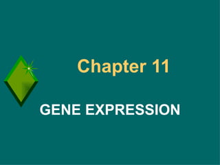 Chapter 11  GENE EXPRESSION 