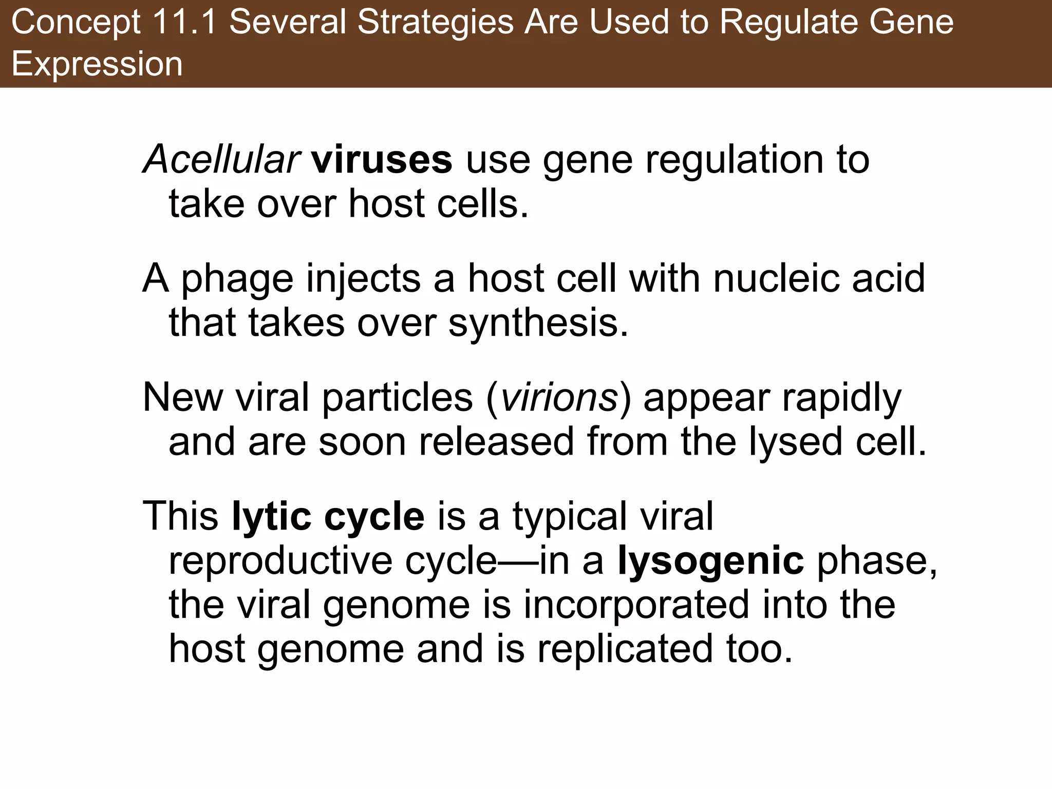 Concept 11.1 Several Strategies Are Used to Regulate Gene
Expression
Acellular viruses use gene regulation to
take over host cells.
A phage injects a host cell with nucleic acid
that takes over synthesis.
New viral particles (virions) appear rapidly
and are soon released from the lysed cell.
This lytic cycle is a typical viral
reproductive cycle—in a lysogenic phase,
the viral genome is incorporated into the
host genome and is replicated too.
 
