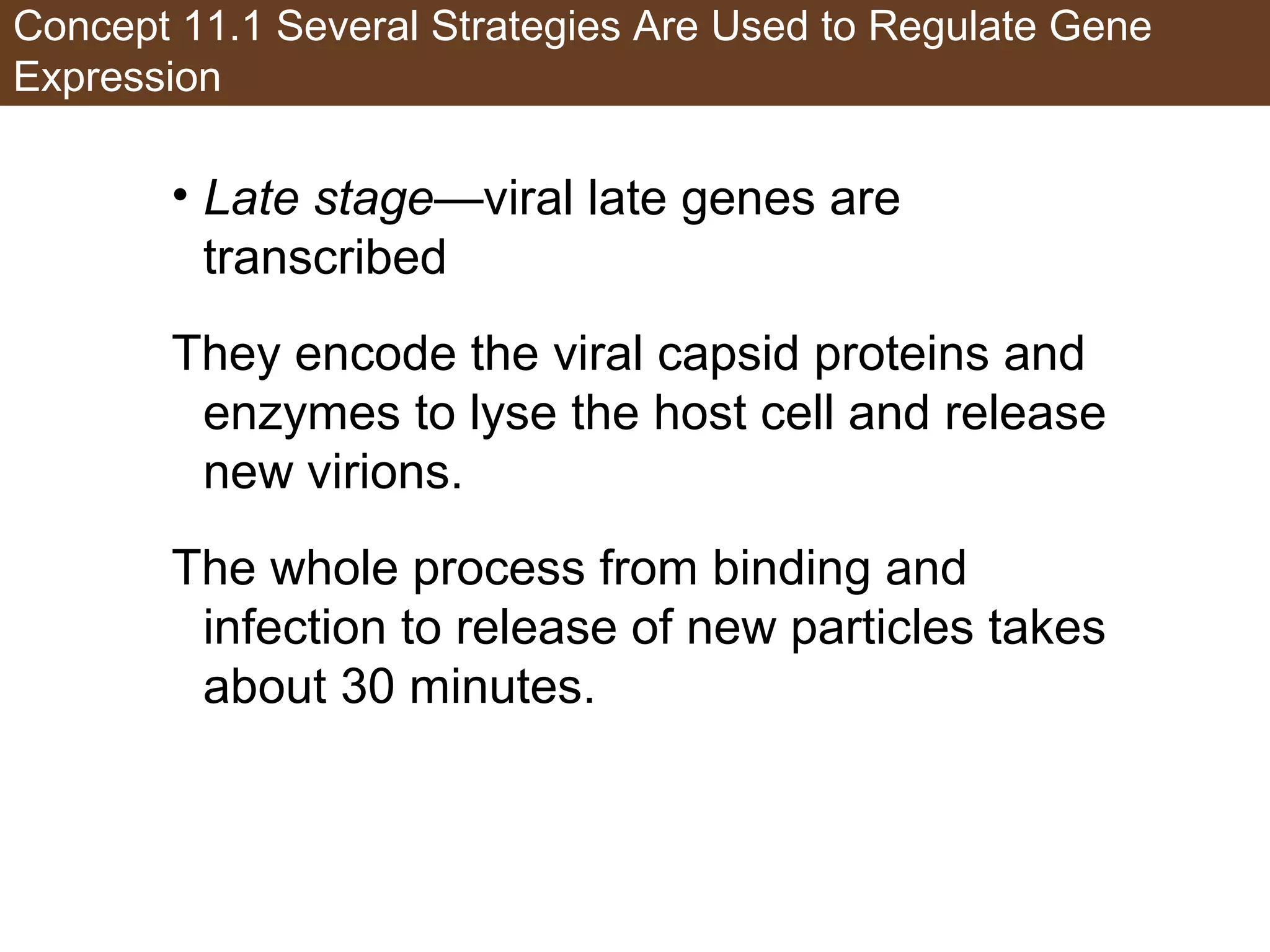 Concept 11.1 Several Strategies Are Used to Regulate Gene
Expression
• Late stage—viral late genes are
transcribed
They encode the viral capsid proteins and
enzymes to lyse the host cell and release
new virions.
The whole process from binding and
infection to release of new particles takes
about 30 minutes.
 