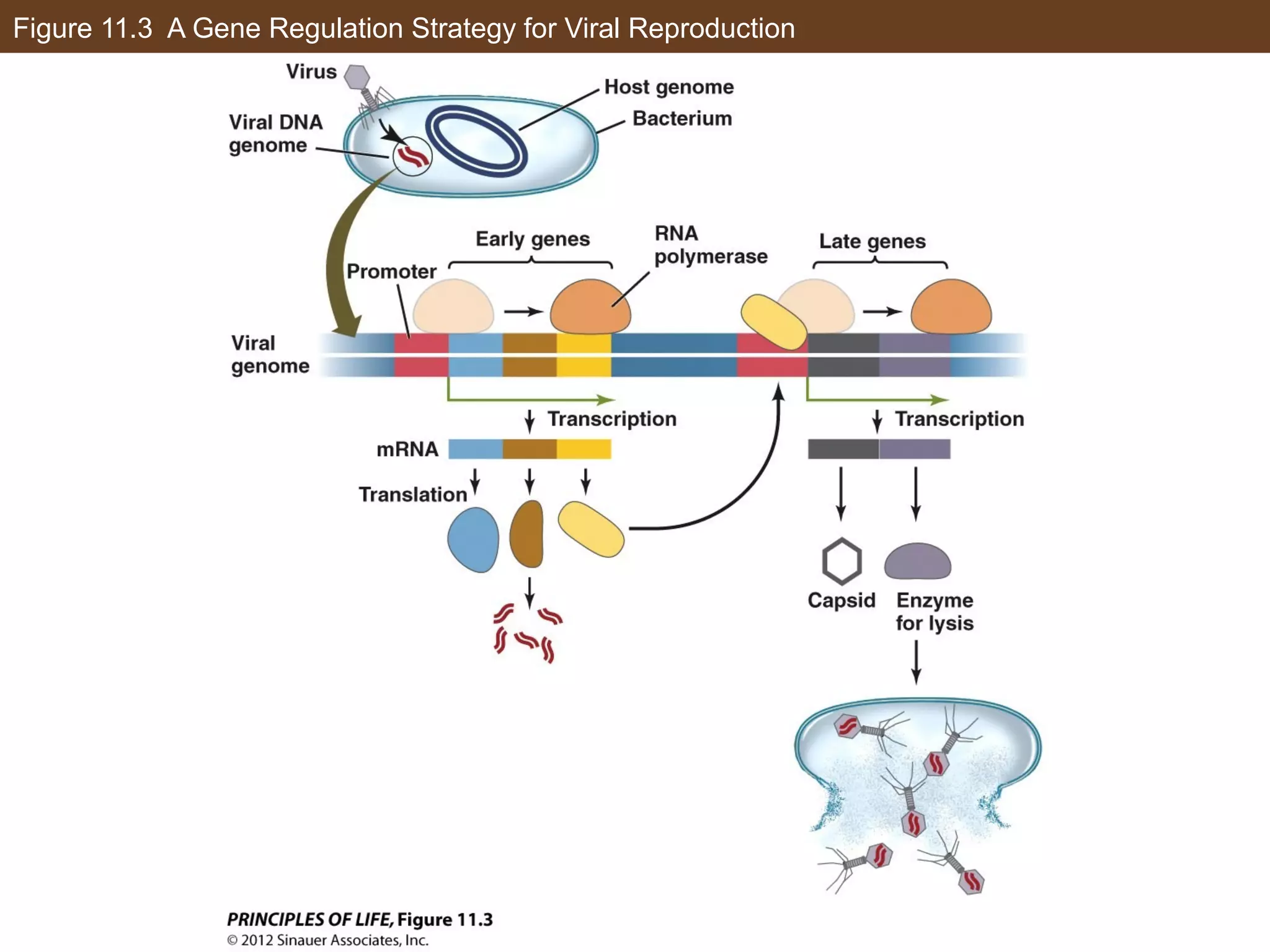 Figure 11.3 A Gene Regulation Strategy for Viral Reproduction
 