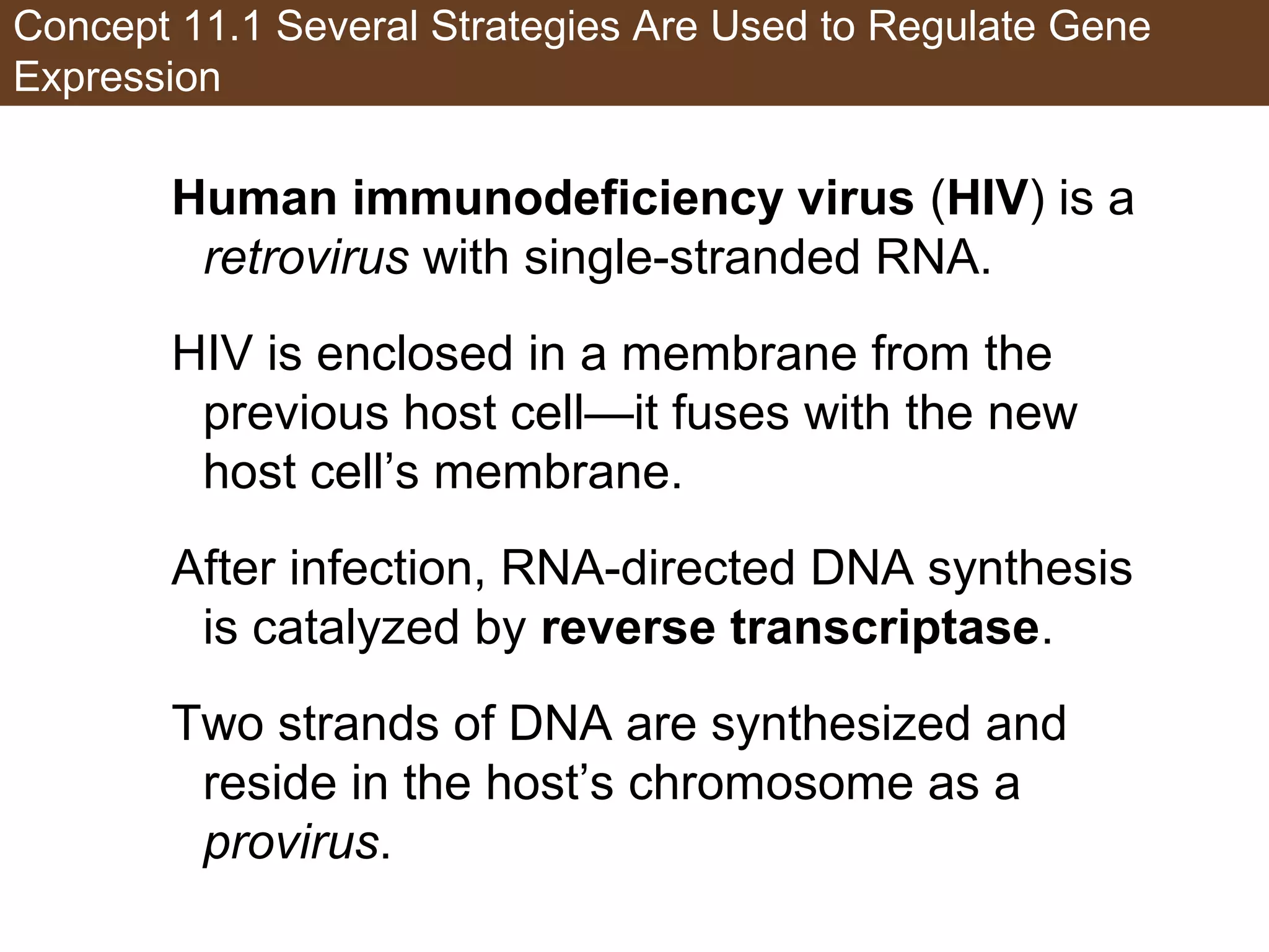 Concept 11.1 Several Strategies Are Used to Regulate Gene
Expression
Human immunodeficiency virus (HIV) is a
retrovirus with single-stranded RNA.
HIV is enclosed in a membrane from the
previous host cell—it fuses with the new
host cell’s membrane.
After infection, RNA-directed DNA synthesis
is catalyzed by reverse transcriptase.
Two strands of DNA are synthesized and
reside in the host’s chromosome as a
provirus.
 