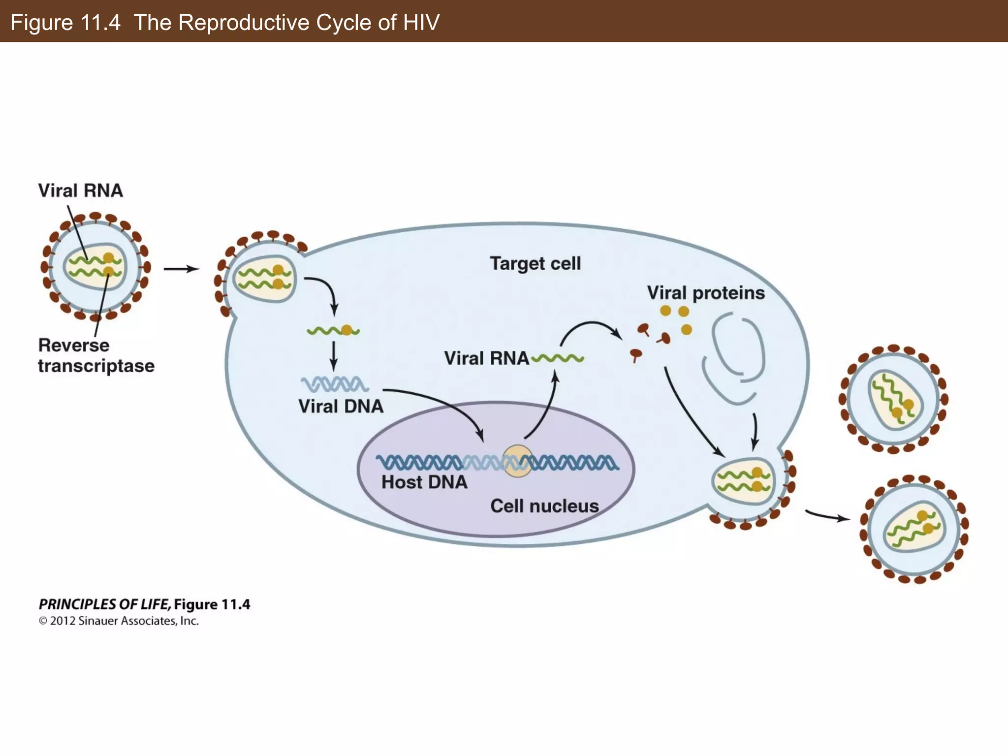 Figure 11.4 The Reproductive Cycle of HIV
 