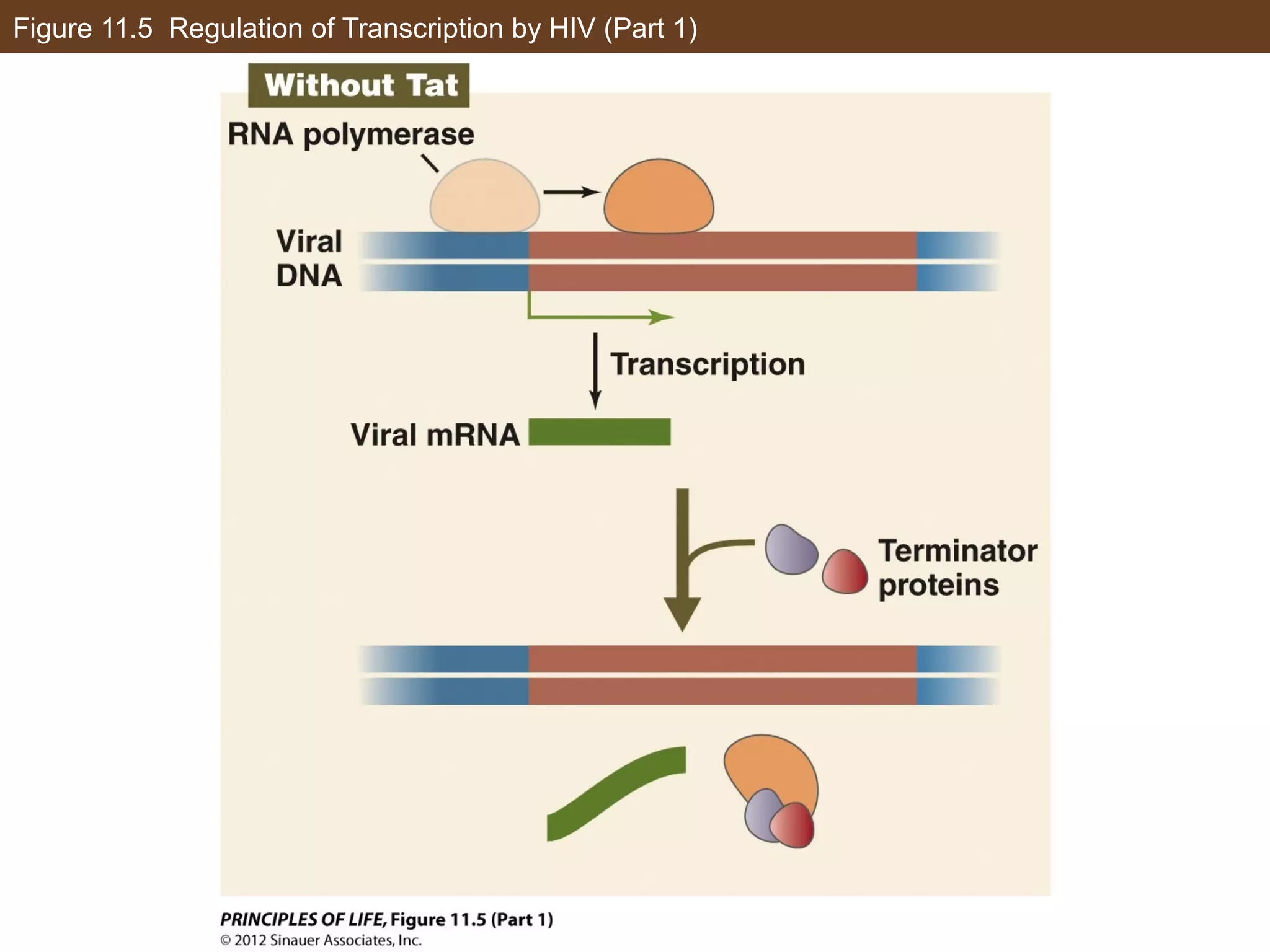 Figure 11.5 Regulation of Transcription by HIV (Part 1)
 