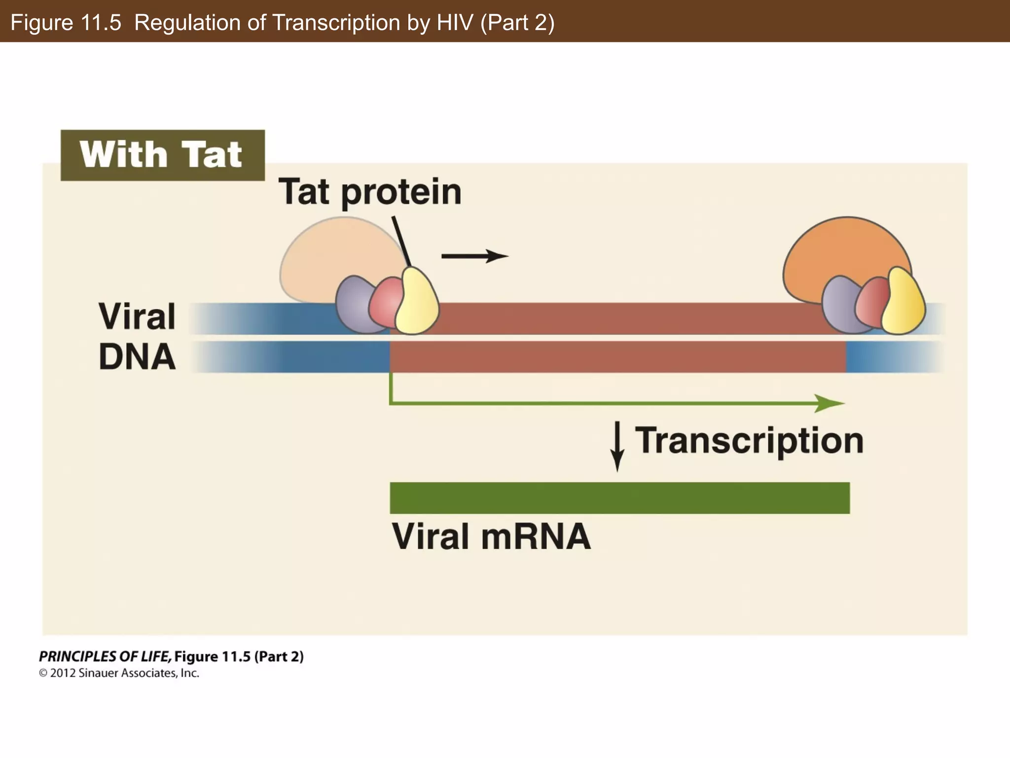 Figure 11.5 Regulation of Transcription by HIV (Part 2)
 