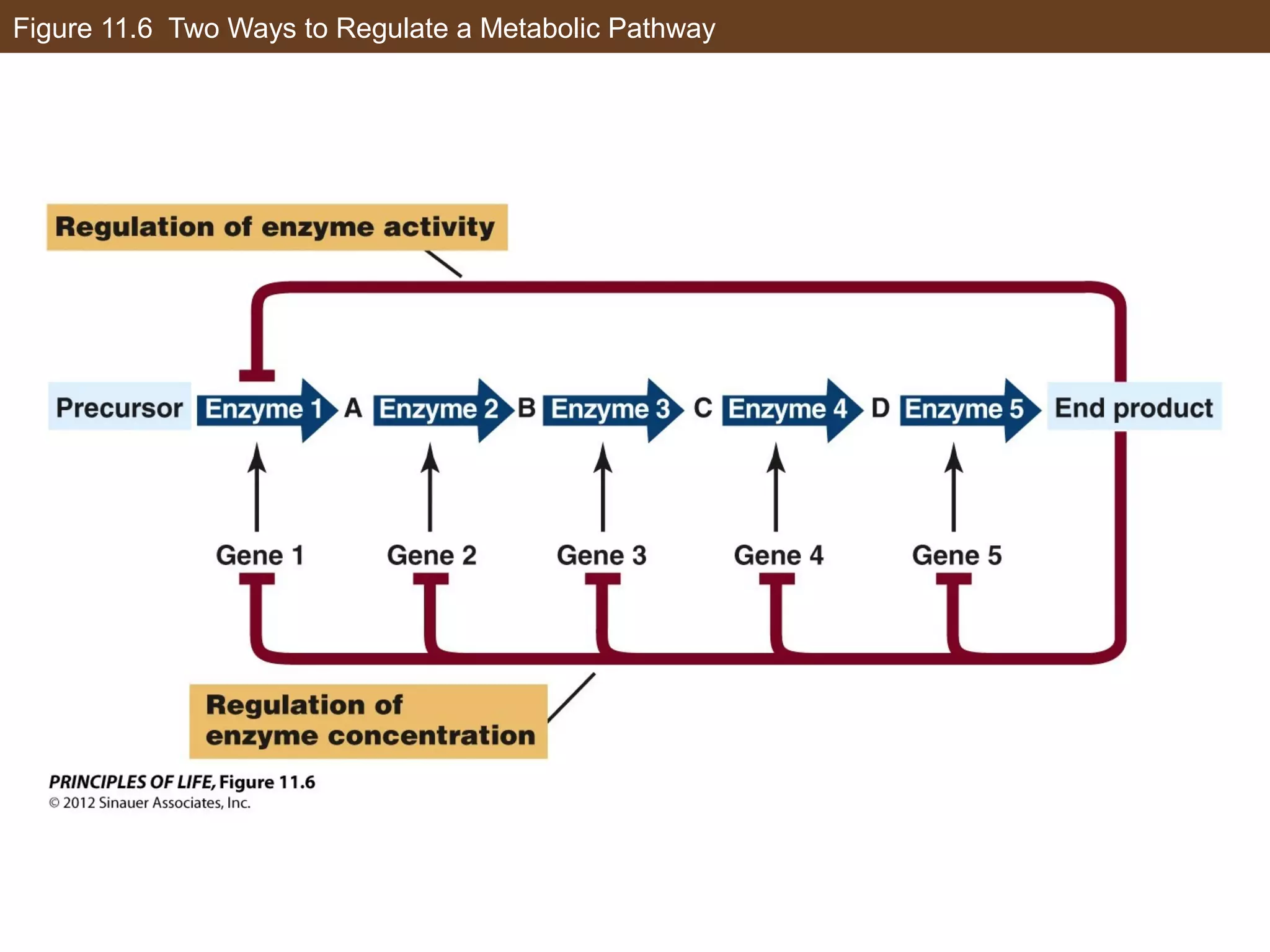 Figure 11.6 Two Ways to Regulate a Metabolic Pathway
 