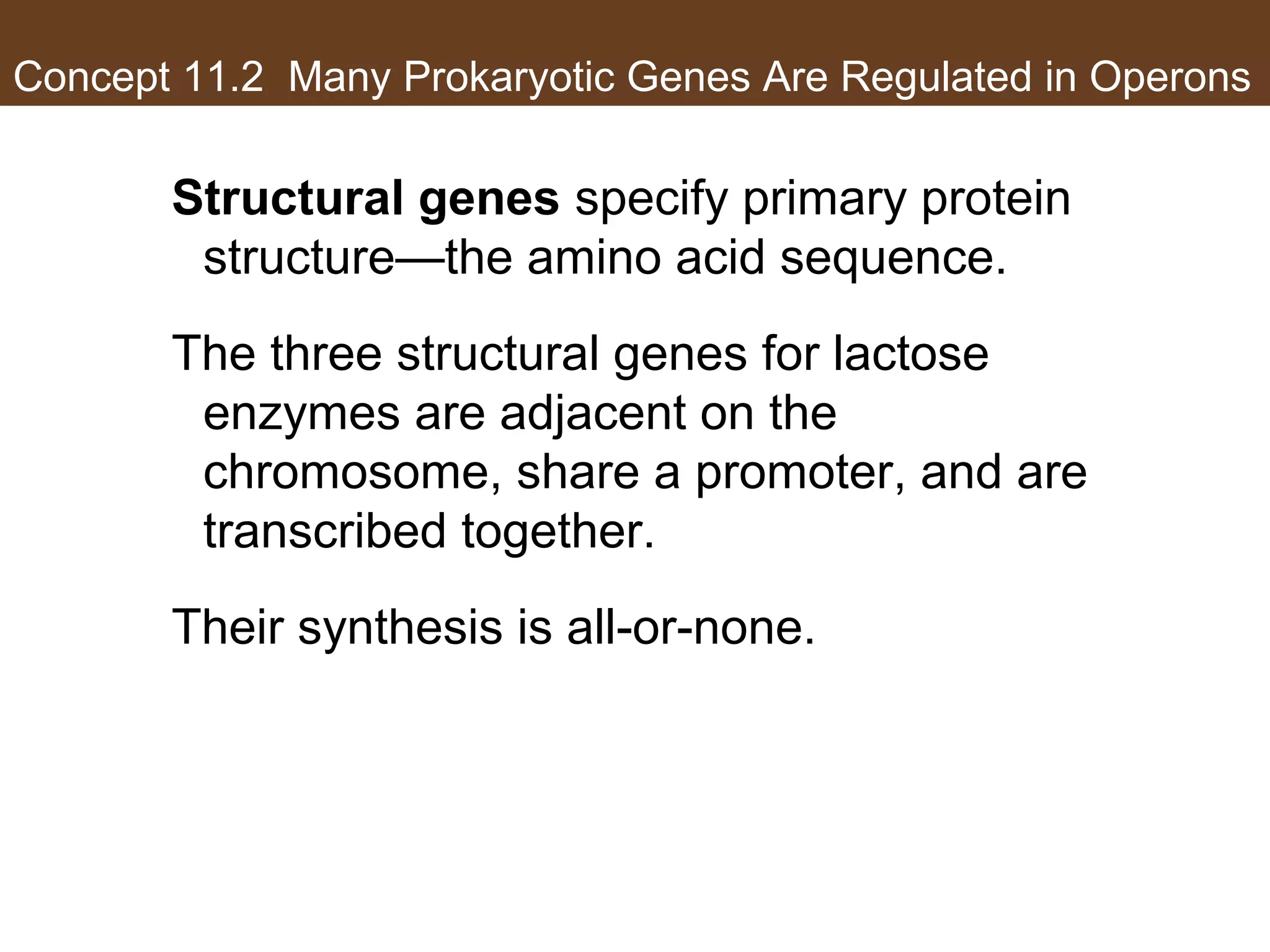 Concept 11.2 Many Prokaryotic Genes Are Regulated in Operons
Structural genes specify primary protein
structure—the amino acid sequence.
The three structural genes for lactose
enzymes are adjacent on the
chromosome, share a promoter, and are
transcribed together.
Their synthesis is all-or-none.
 
