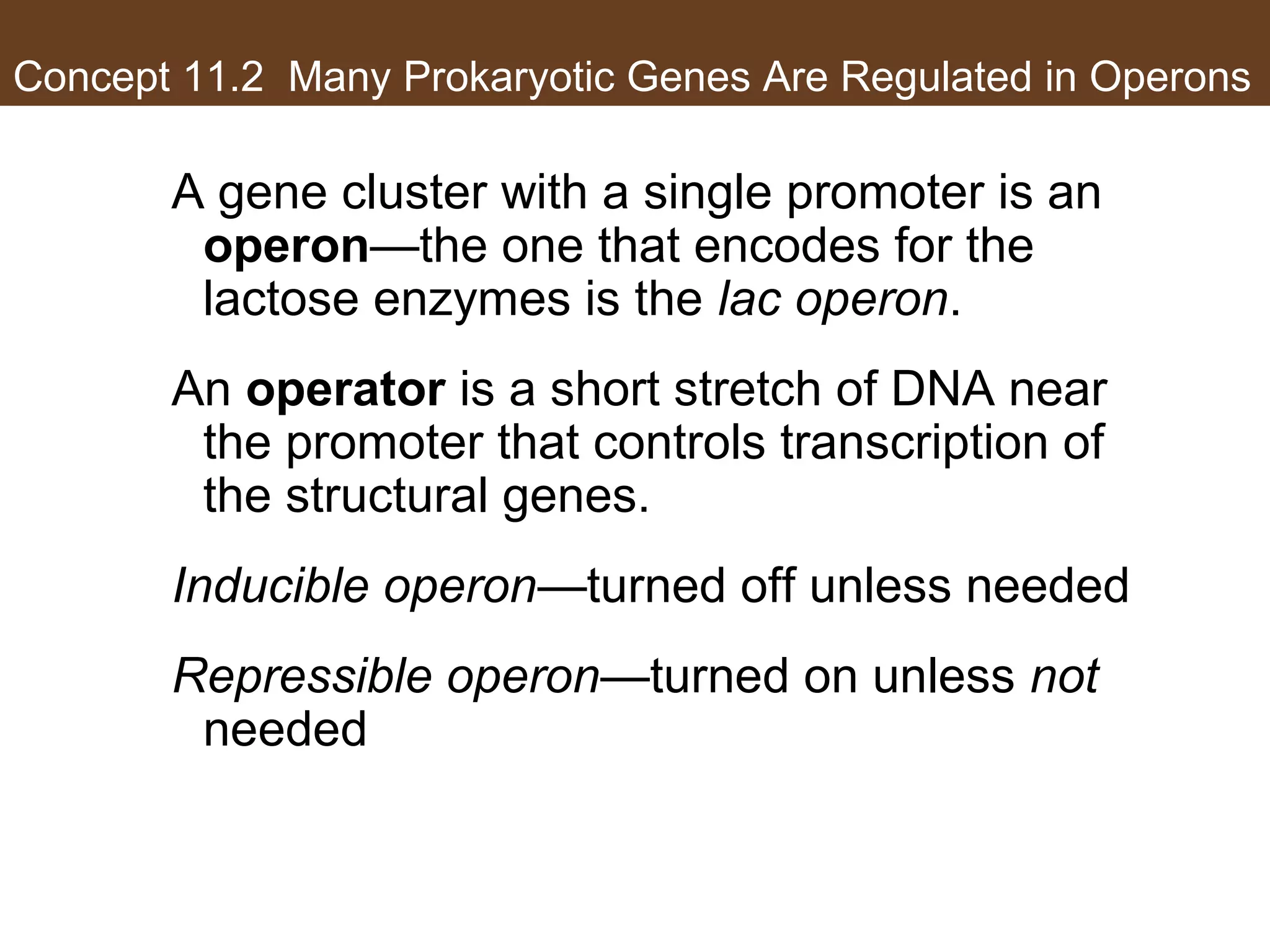 Concept 11.2 Many Prokaryotic Genes Are Regulated in Operons
A gene cluster with a single promoter is an
operon—the one that encodes for the
lactose enzymes is the lac operon.
An operator is a short stretch of DNA near
the promoter that controls transcription of
the structural genes.
Inducible operon—turned off unless needed
Repressible operon—turned on unless not
needed
 