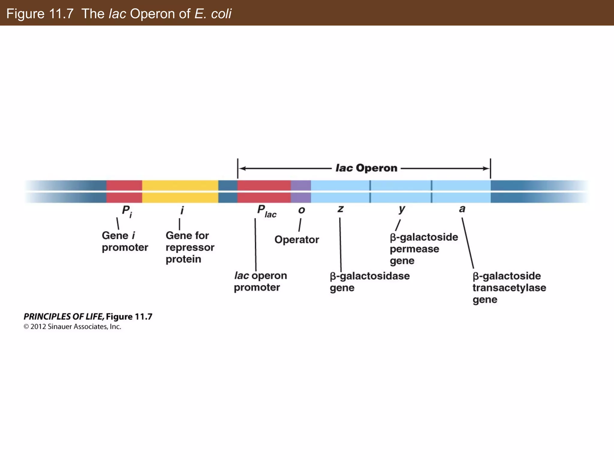 Figure 11.7 The lac Operon of E. coli
 