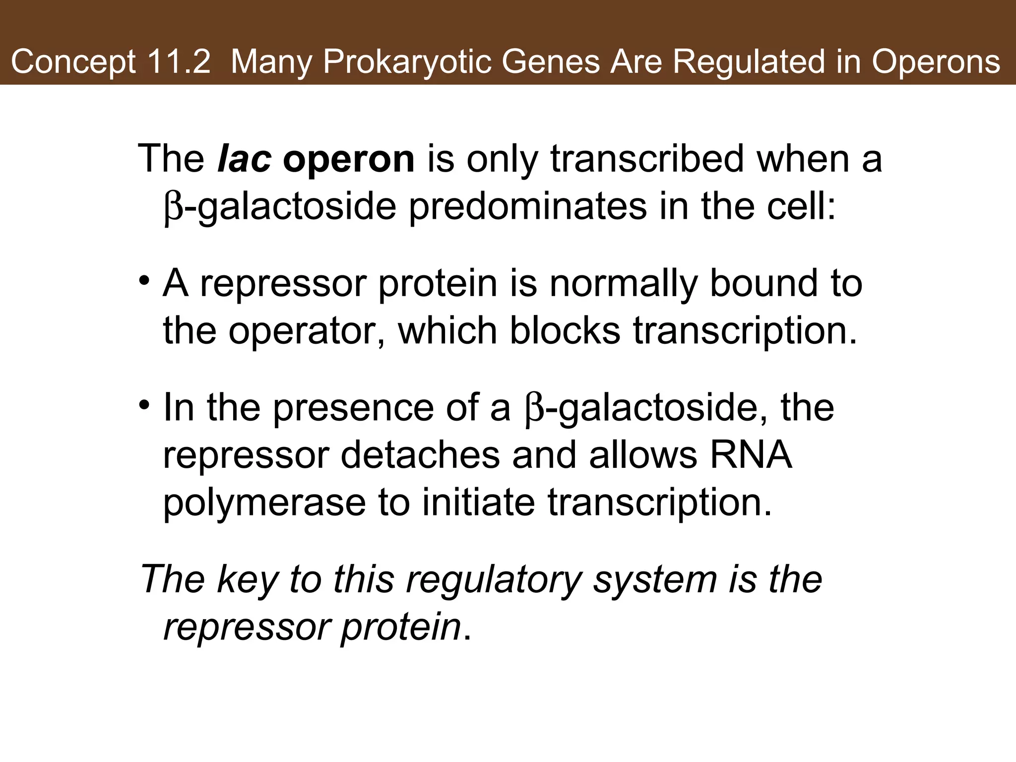 Concept 11.2 Many Prokaryotic Genes Are Regulated in Operons
The lac operon is only transcribed when a
β-galactoside predominates in the cell:
• A repressor protein is normally bound to
the operator, which blocks transcription.
• In the presence of a β-galactoside, the
repressor detaches and allows RNA
polymerase to initiate transcription.
The key to this regulatory system is the
repressor protein.
 