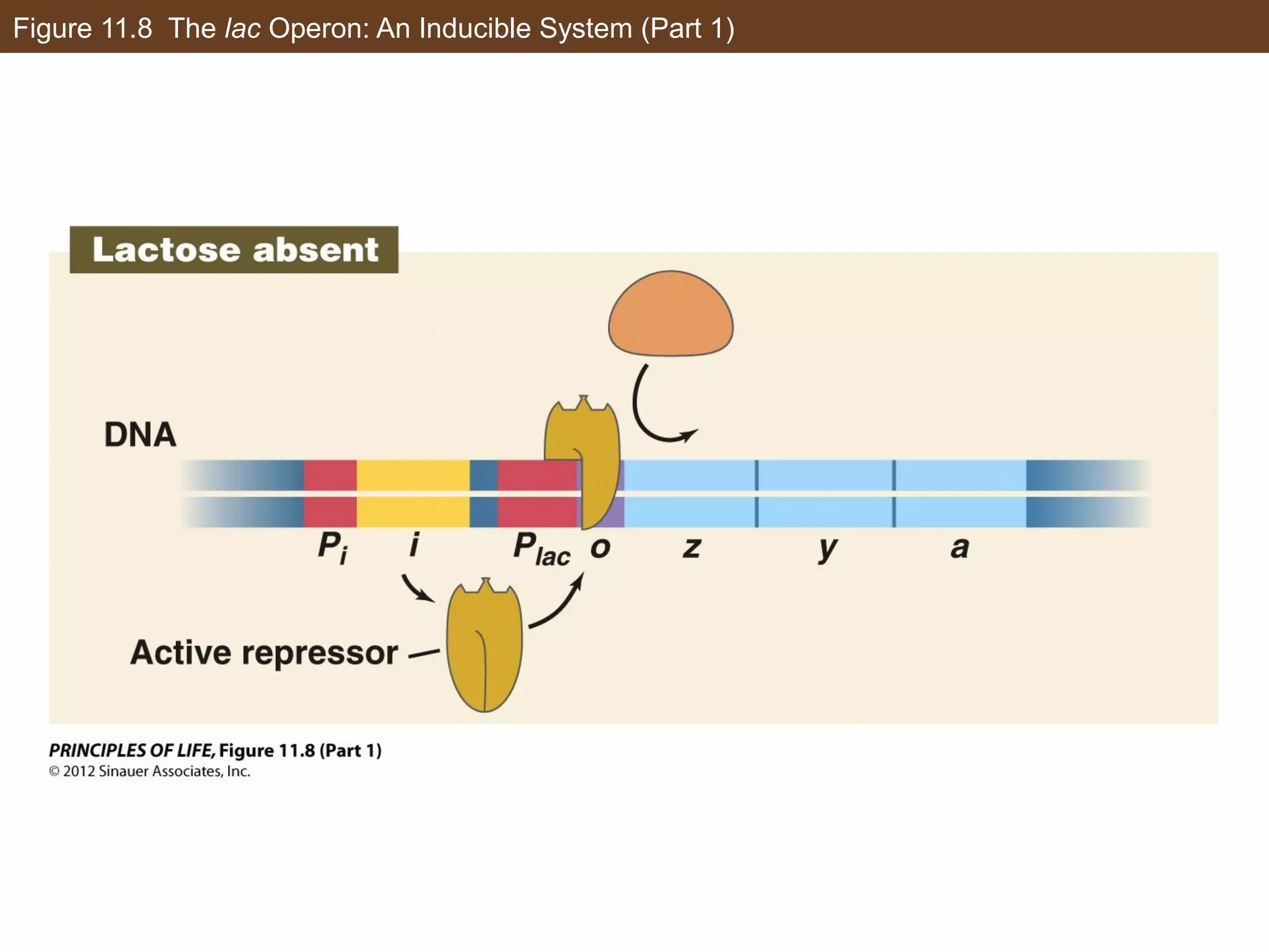 Figure 11.8 The lac Operon: An Inducible System (Part 1)
 