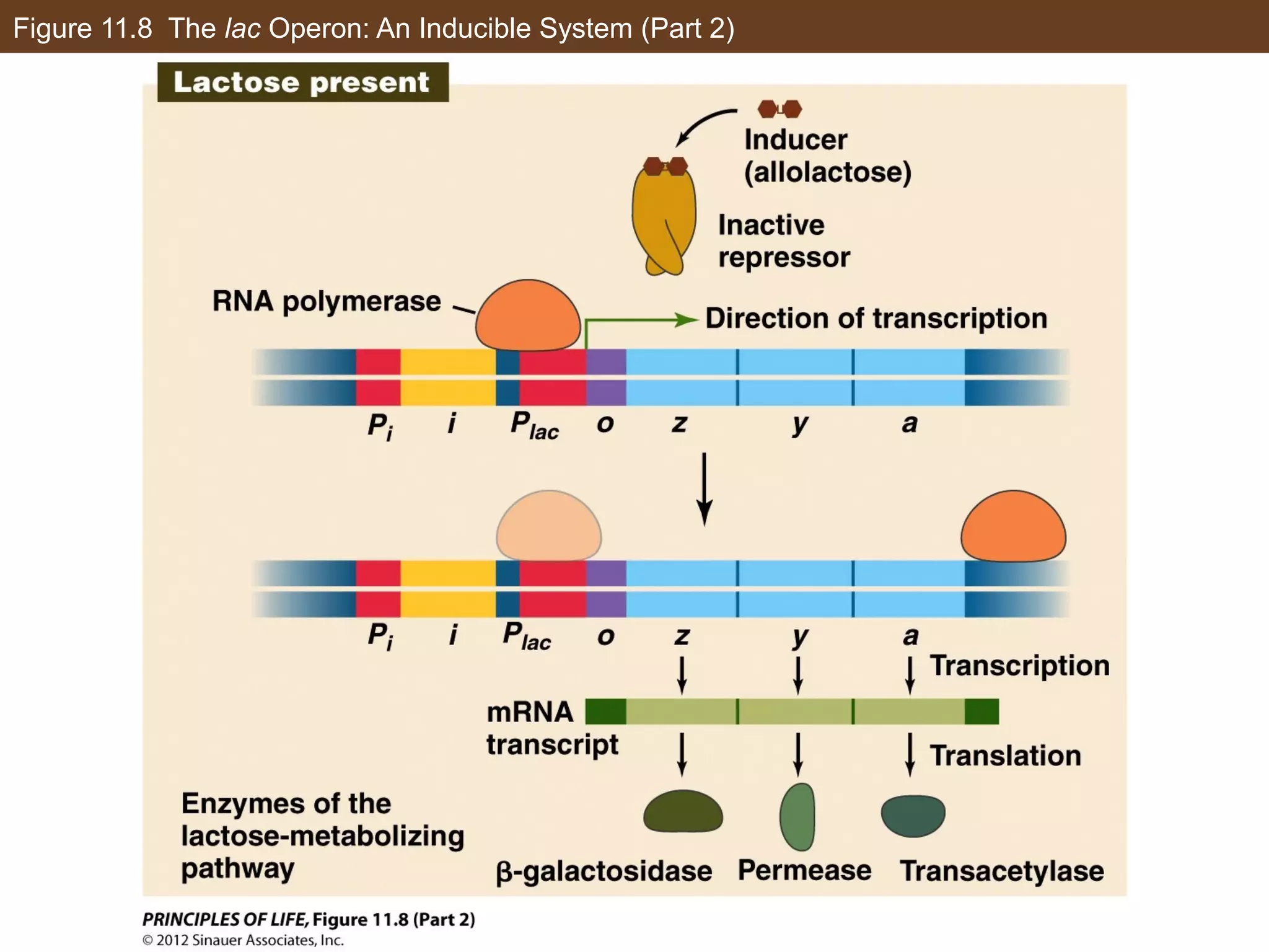 Figure 11.8 The lac Operon: An Inducible System (Part 2)
 