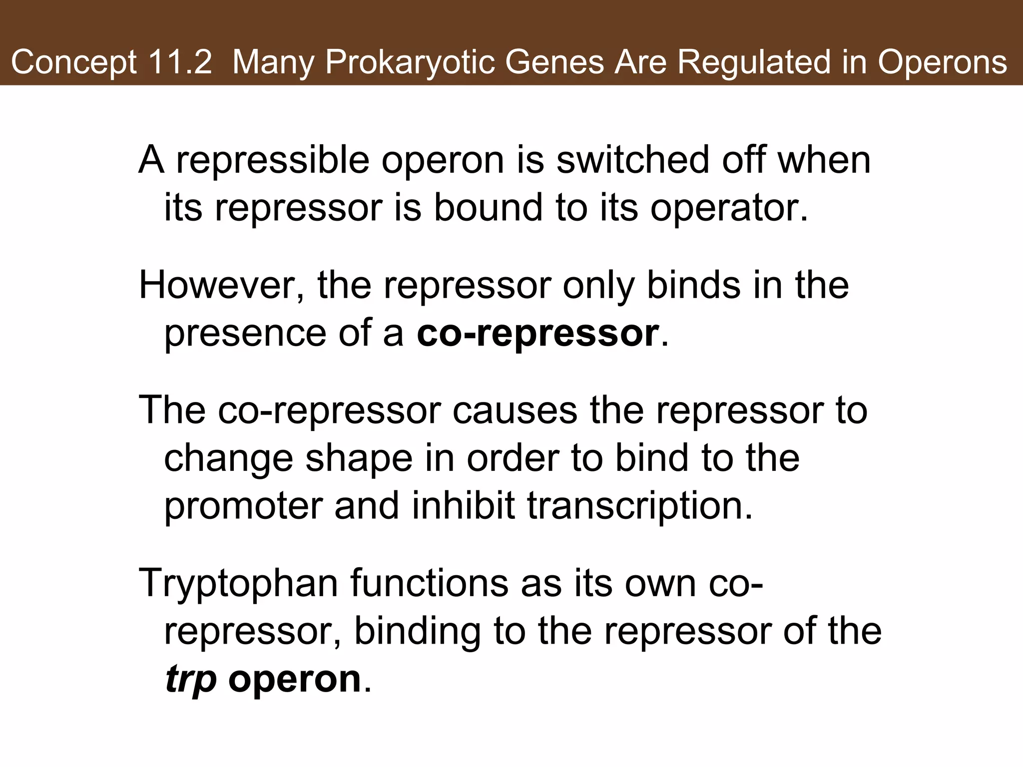 Concept 11.2 Many Prokaryotic Genes Are Regulated in Operons
A repressible operon is switched off when
its repressor is bound to its operator.
However, the repressor only binds in the
presence of a co-repressor.
The co-repressor causes the repressor to
change shape in order to bind to the
promoter and inhibit transcription.
Tryptophan functions as its own co-
repressor, binding to the repressor of the
trp operon.
 
