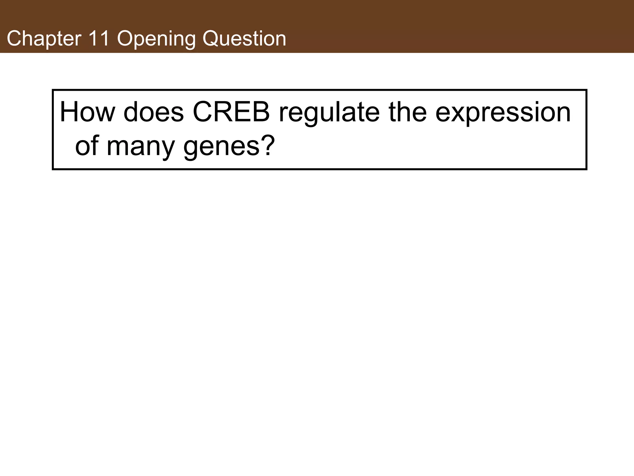 Chapter 11 Opening Question
How does CREB regulate the expression
of many genes?
 