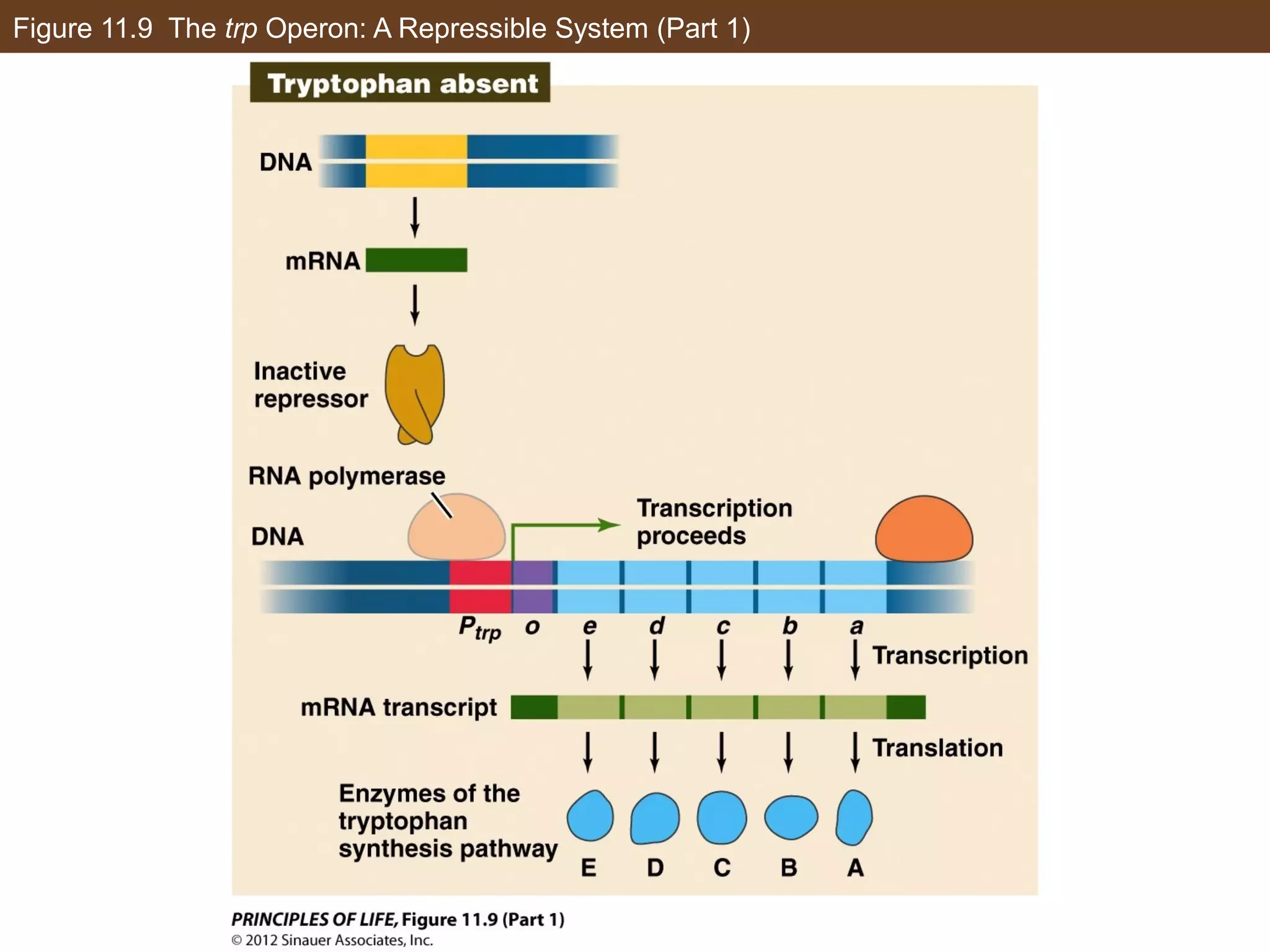 Figure 11.9 The trp Operon: A Repressible System (Part 1)
 