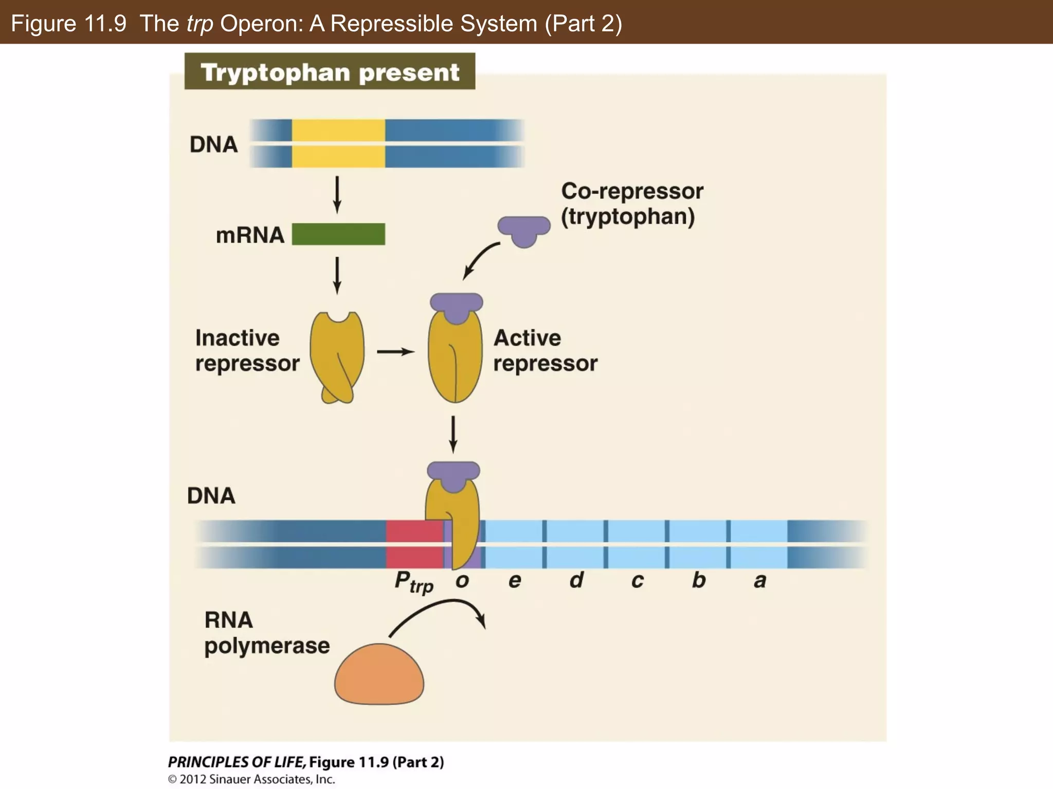 Figure 11.9 The trp Operon: A Repressible System (Part 2)
 