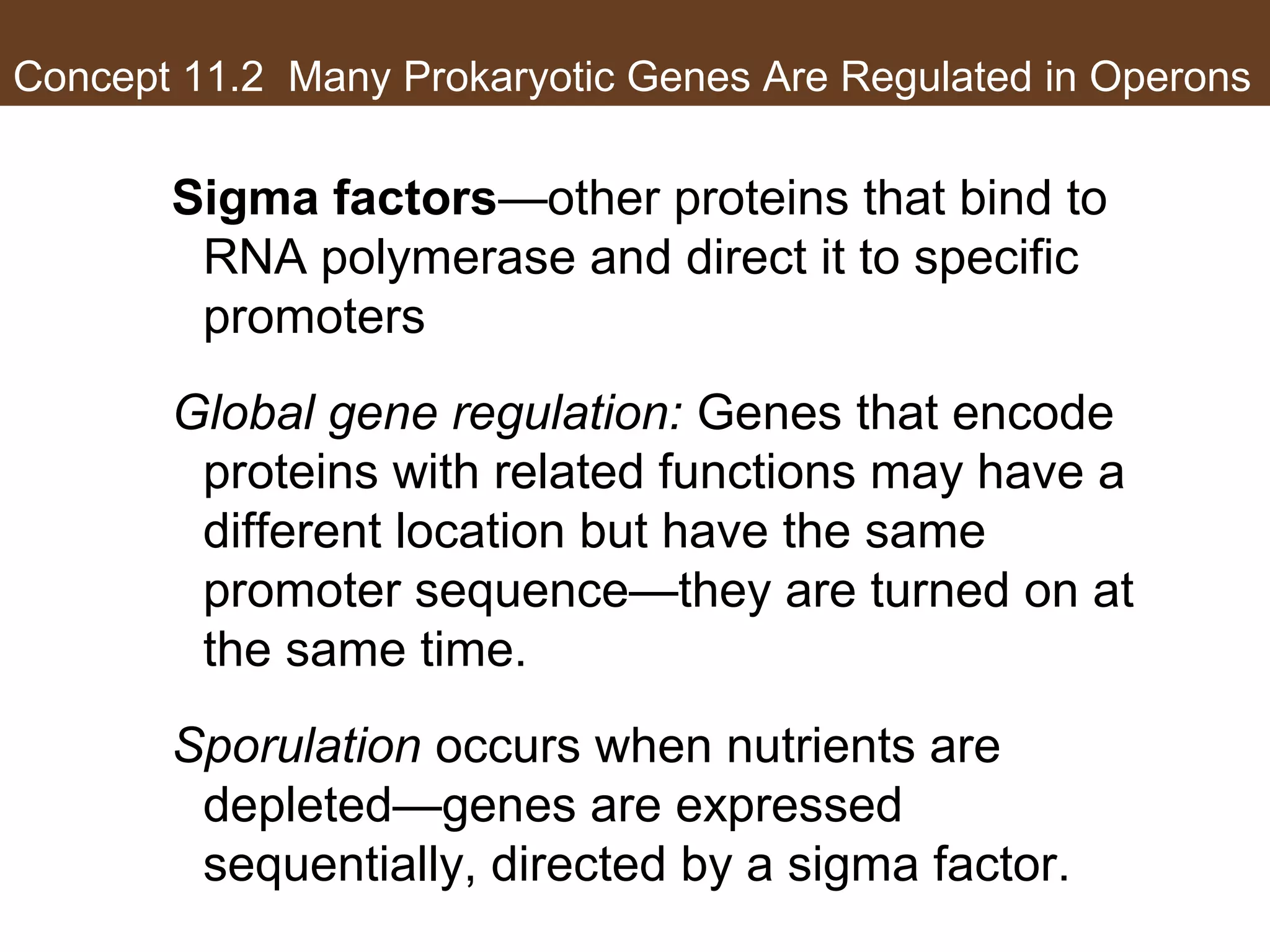 Concept 11.2 Many Prokaryotic Genes Are Regulated in Operons
Sigma factors—other proteins that bind to
RNA polymerase and direct it to specific
promoters
Global gene regulation: Genes that encode
proteins with related functions may have a
different location but have the same
promoter sequence—they are turned on at
the same time.
Sporulation occurs when nutrients are
depleted—genes are expressed
sequentially, directed by a sigma factor.
 