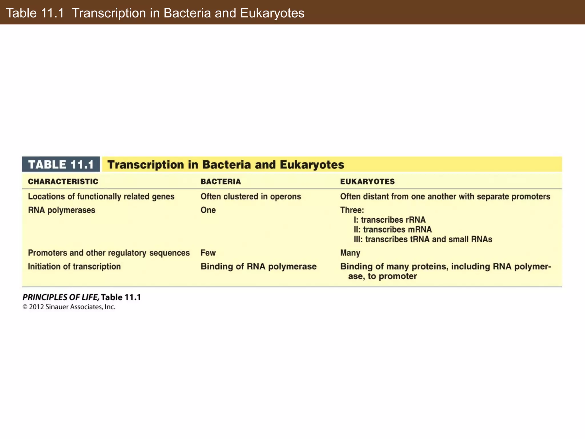 Table 11.1 Transcription in Bacteria and Eukaryotes
 