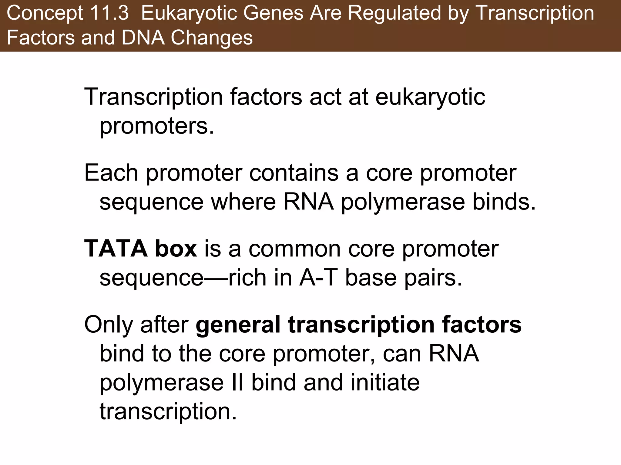 Concept 11.3 Eukaryotic Genes Are Regulated by Transcription
Factors and DNA Changes
Transcription factors act at eukaryotic
promoters.
Each promoter contains a core promoter
sequence where RNA polymerase binds.
TATA box is a common core promoter
sequence—rich in A-T base pairs.
Only after general transcription factors
bind to the core promoter, can RNA
polymerase II bind and initiate
transcription.
 