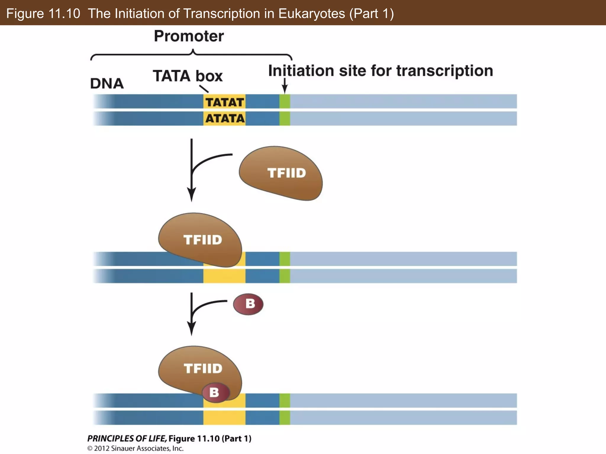Figure 11.10 The Initiation of Transcription in Eukaryotes (Part 1)
 