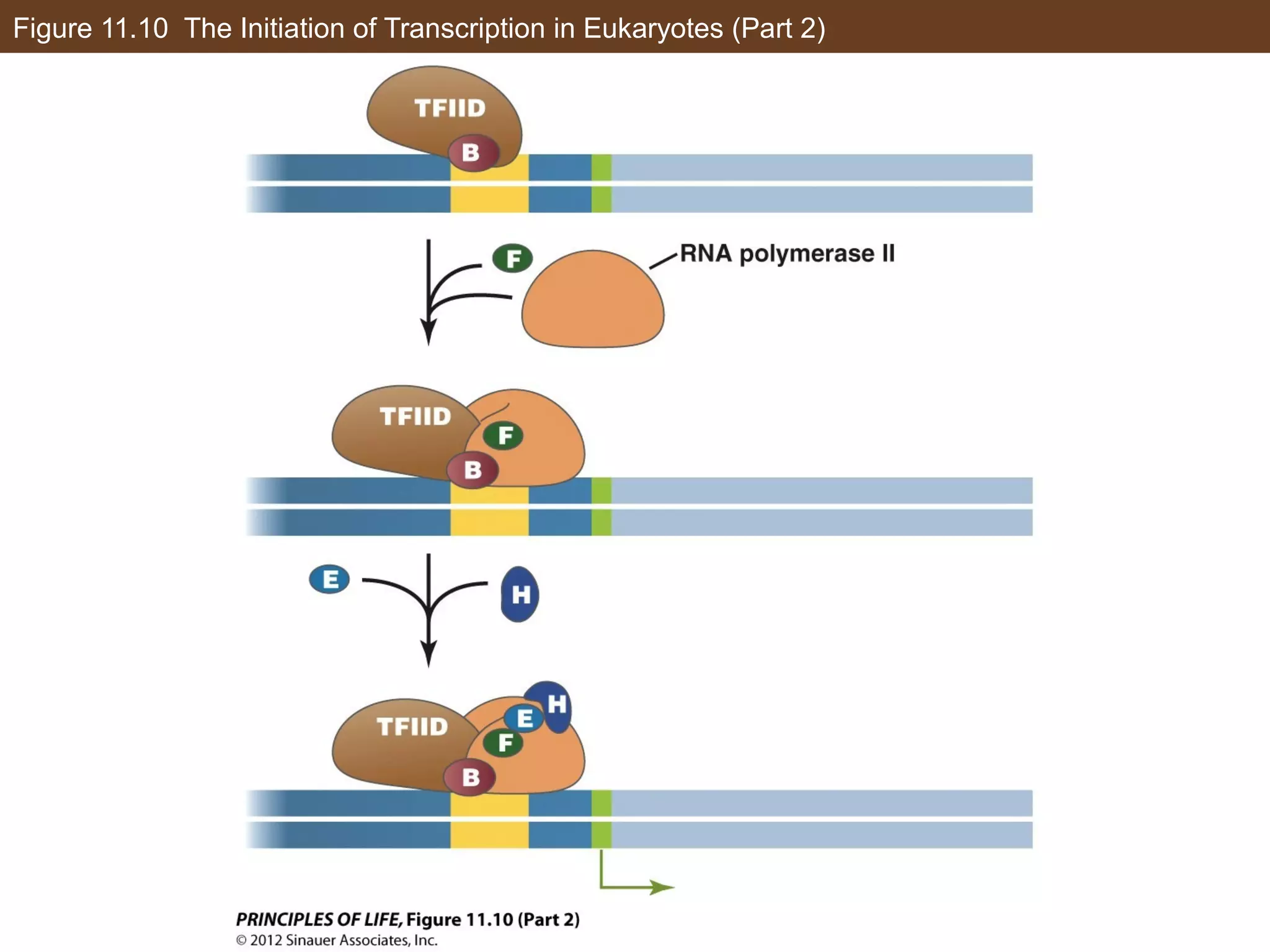 Figure 11.10 The Initiation of Transcription in Eukaryotes (Part 2)
 