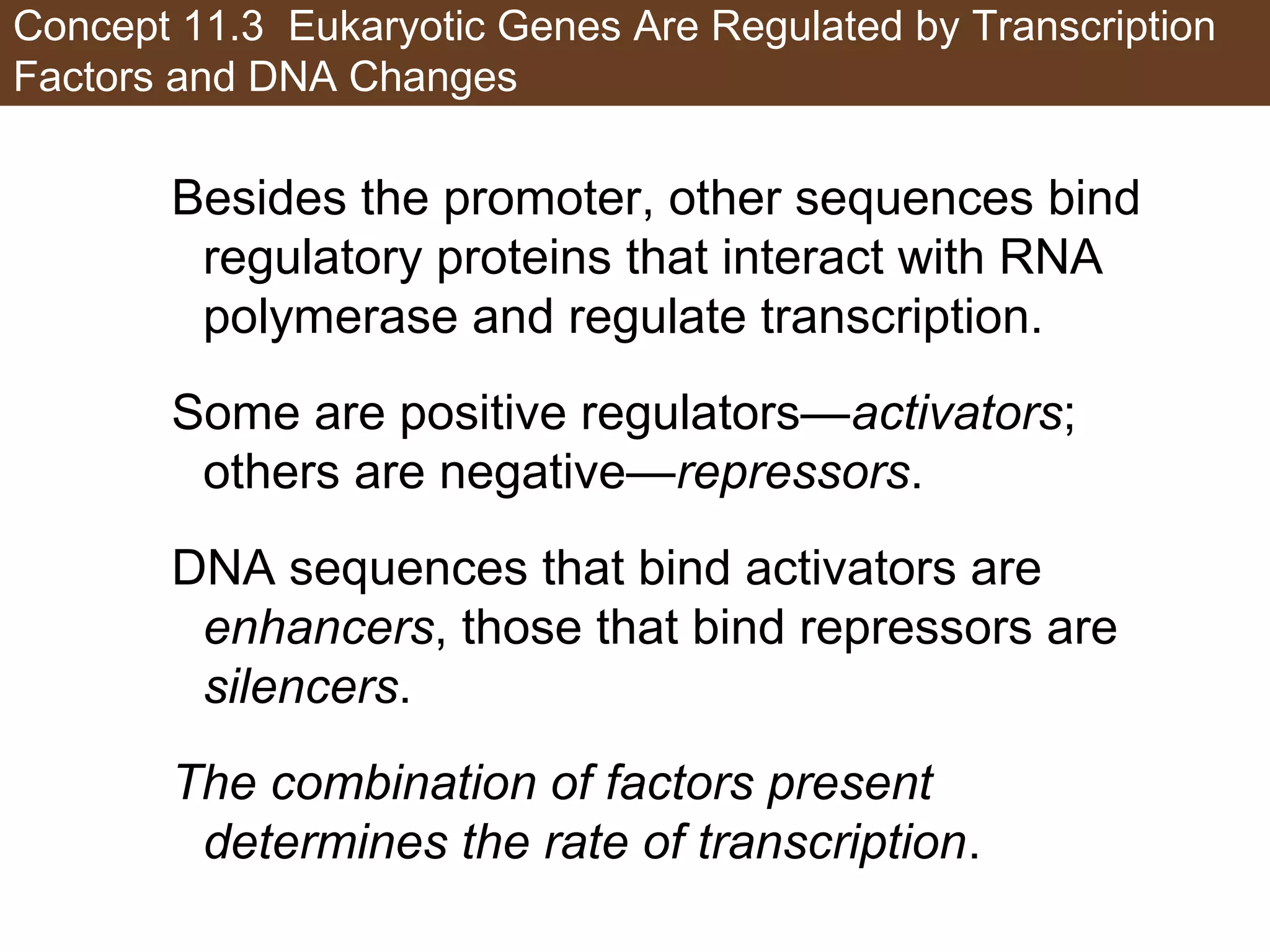 Concept 11.3 Eukaryotic Genes Are Regulated by Transcription
Factors and DNA Changes
Besides the promoter, other sequences bind
regulatory proteins that interact with RNA
polymerase and regulate transcription.
Some are positive regulators—activators;
others are negative—repressors.
DNA sequences that bind activators are
enhancers, those that bind repressors are
silencers.
The combination of factors present
determines the rate of transcription.
 