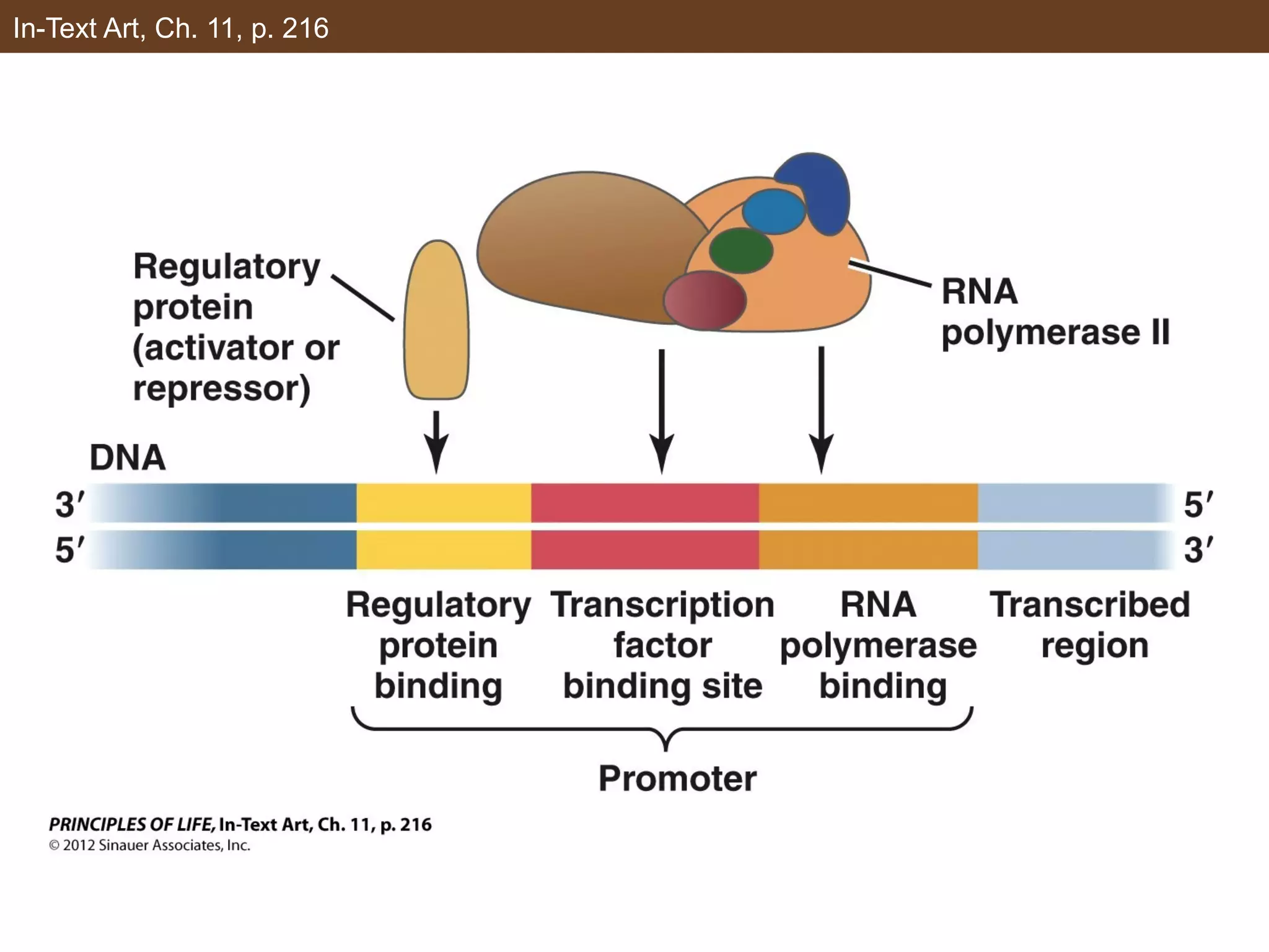 In-Text Art, Ch. 11, p. 216
 