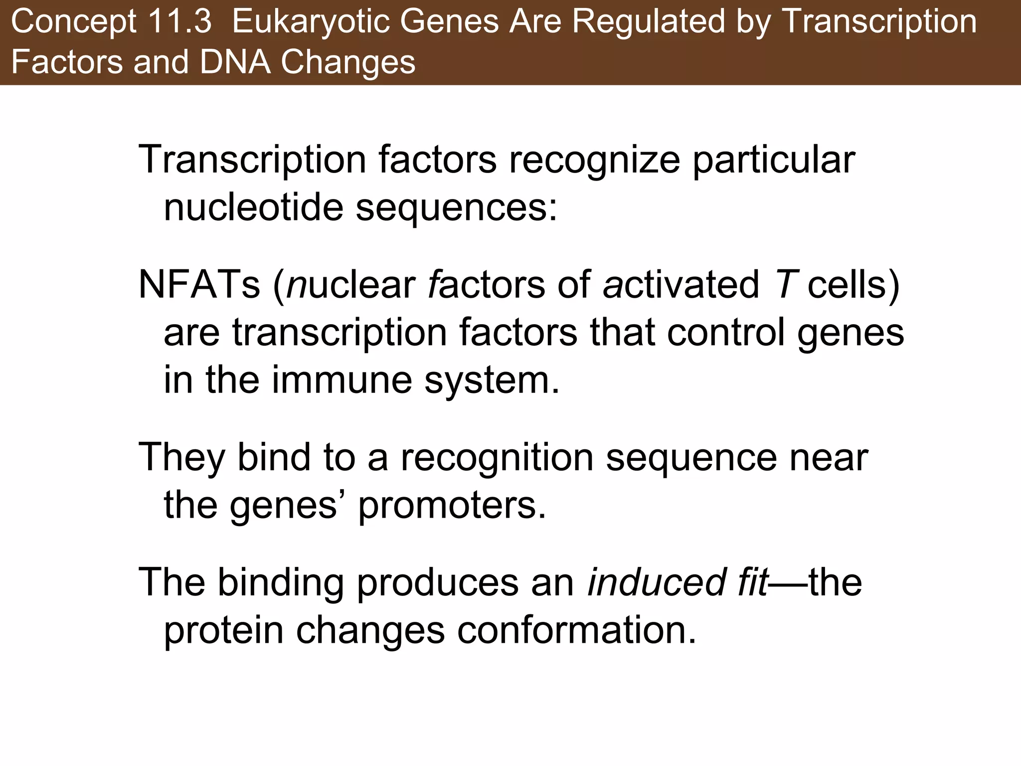 Concept 11.3 Eukaryotic Genes Are Regulated by Transcription
Factors and DNA Changes
Transcription factors recognize particular
nucleotide sequences:
NFATs (nuclear factors of activated T cells)
are transcription factors that control genes
in the immune system.
They bind to a recognition sequence near
the genes’ promoters.
The binding produces an induced fit—the
protein changes conformation.
 