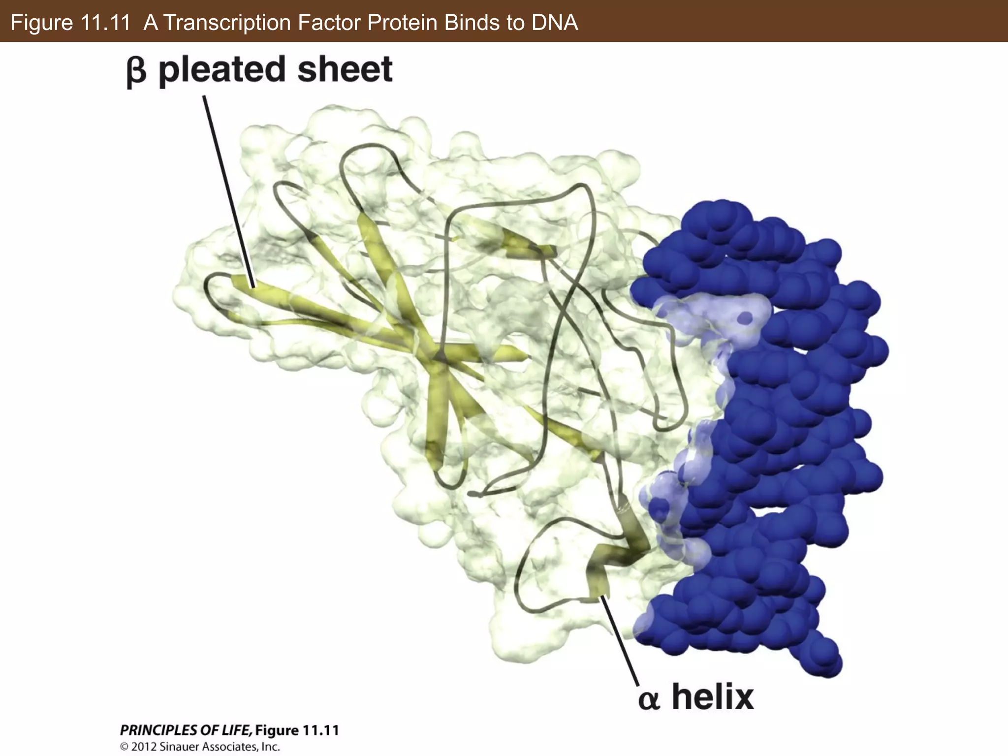 Figure 11.11 A Transcription Factor Protein Binds to DNA
 