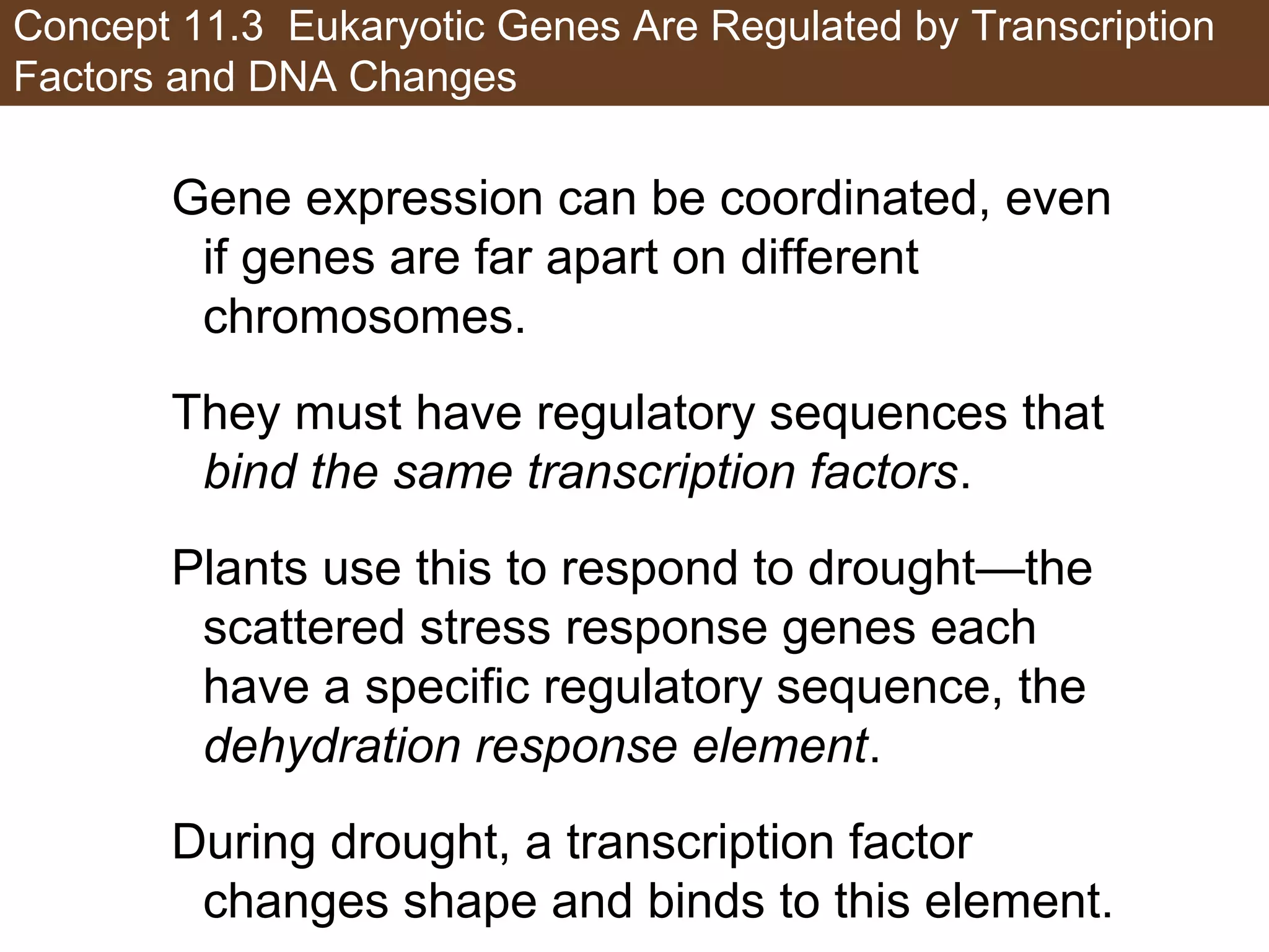 Concept 11.3 Eukaryotic Genes Are Regulated by Transcription
Factors and DNA Changes
Gene expression can be coordinated, even
if genes are far apart on different
chromosomes.
They must have regulatory sequences that
bind the same transcription factors.
Plants use this to respond to drought—the
scattered stress response genes each
have a specific regulatory sequence, the
dehydration response element.
During drought, a transcription factor
changes shape and binds to this element.
 