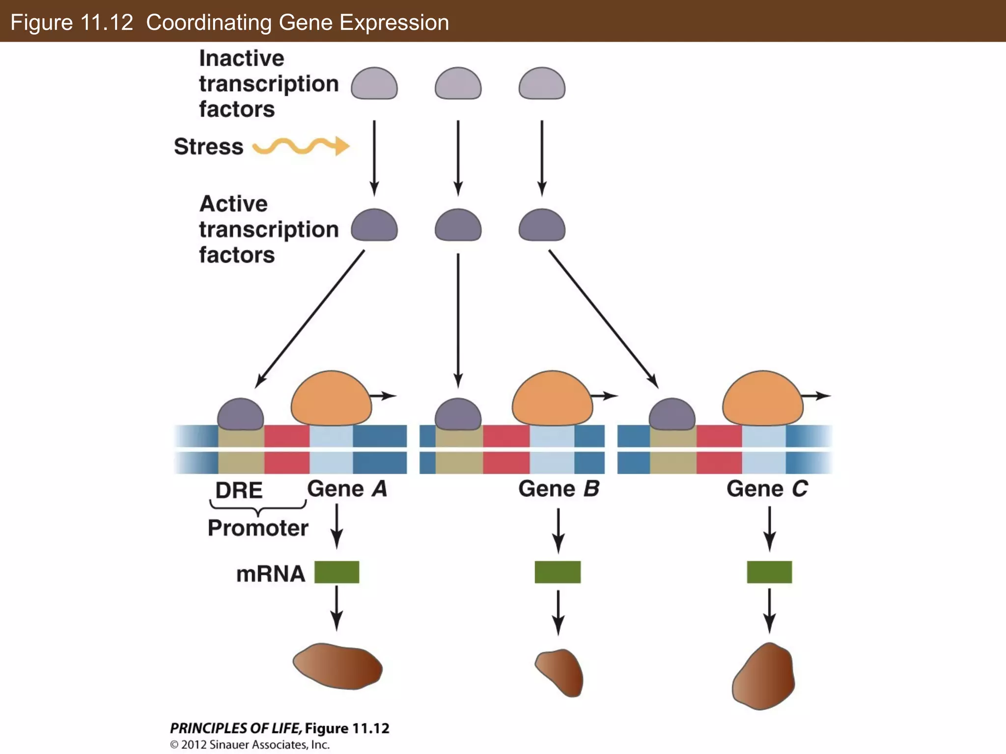 Figure 11.12 Coordinating Gene Expression
 
