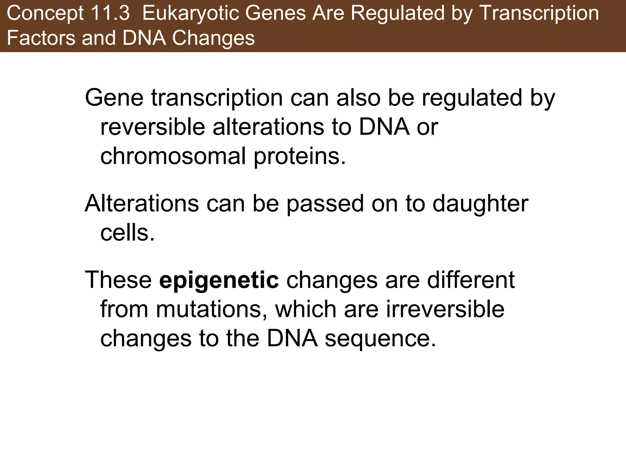 Concept 11.3 Eukaryotic Genes Are Regulated by Transcription
Factors and DNA Changes
Gene transcription can also be regulated by
reversible alterations to DNA or
chromosomal proteins.
Alterations can be passed on to daughter
cells.
These epigenetic changes are different
from mutations, which are irreversible
changes to the DNA sequence.
 