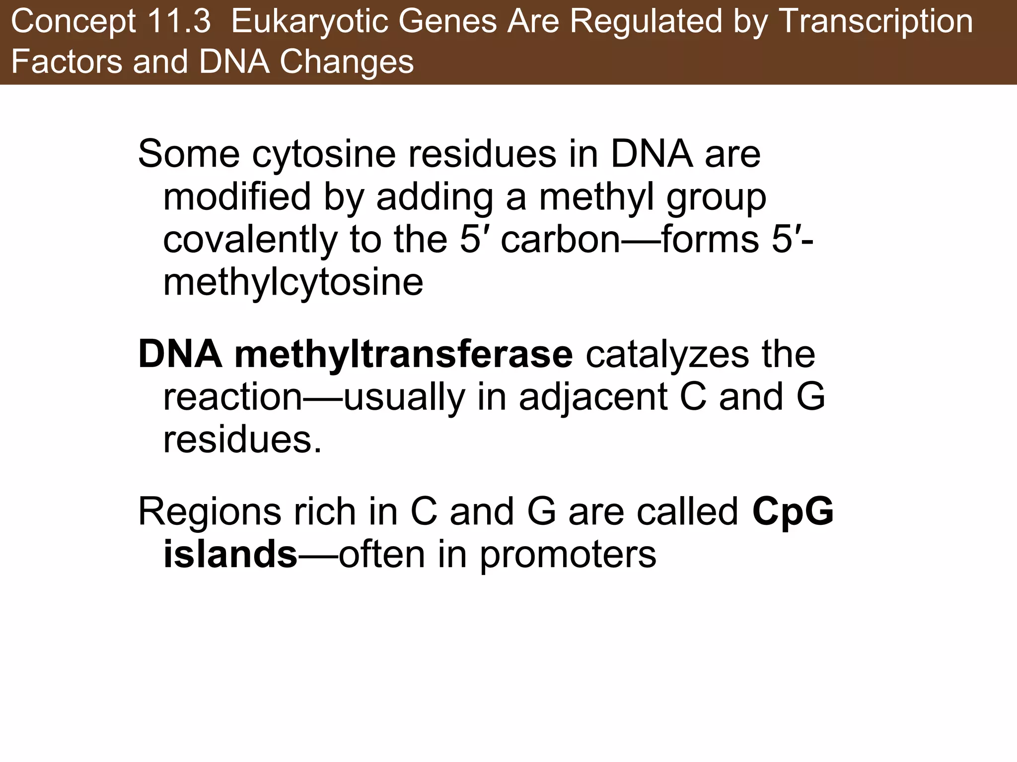 Concept 11.3 Eukaryotic Genes Are Regulated by Transcription
Factors and DNA Changes
Some cytosine residues in DNA are
modified by adding a methyl group
covalently to the 5′ carbon—forms 5′-
methylcytosine
DNA methyltransferase catalyzes the
reaction—usually in adjacent C and G
residues.
Regions rich in C and G are called CpG
islands—often in promoters
 