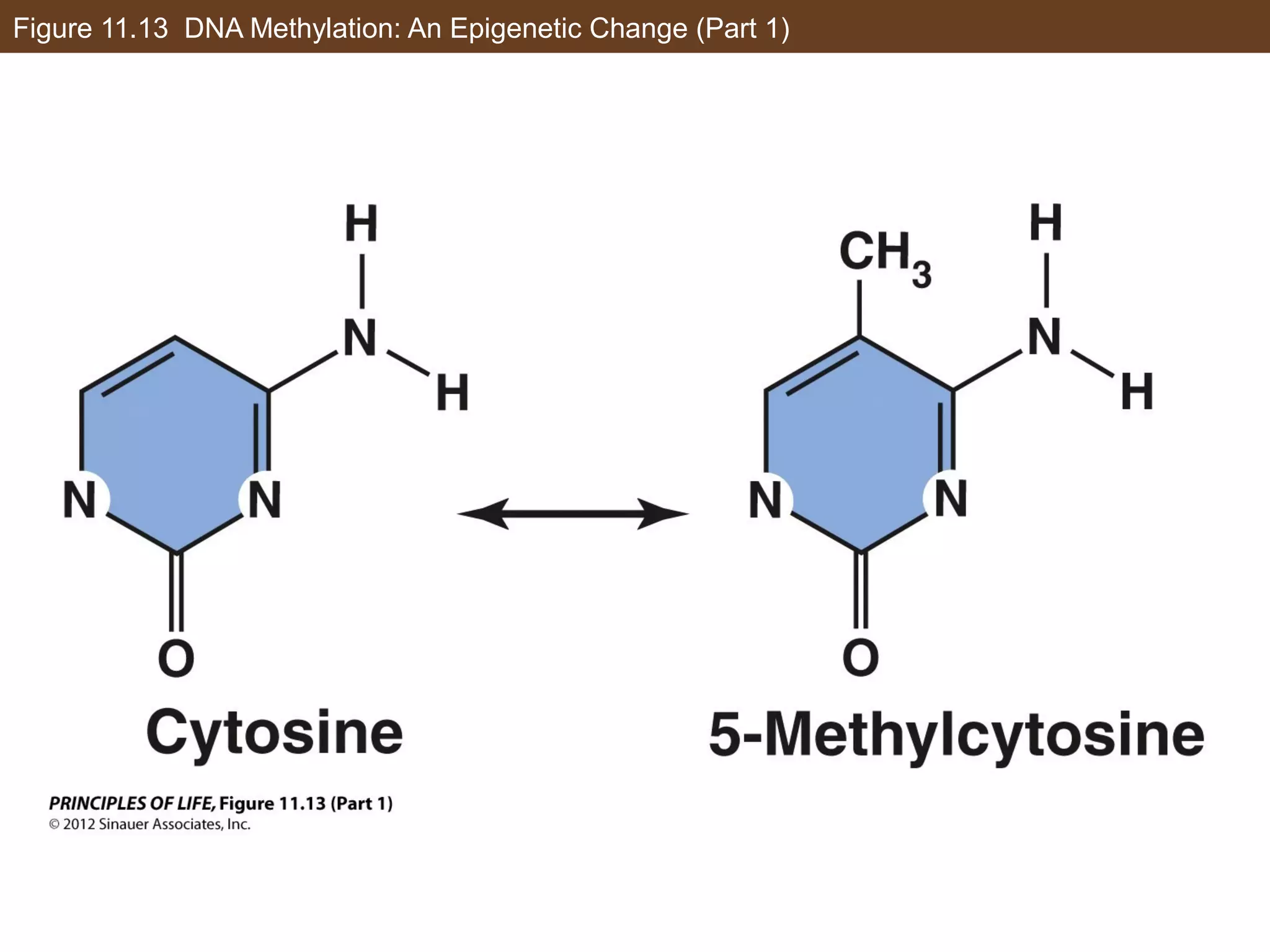 Figure 11.13 DNA Methylation: An Epigenetic Change (Part 1)
 