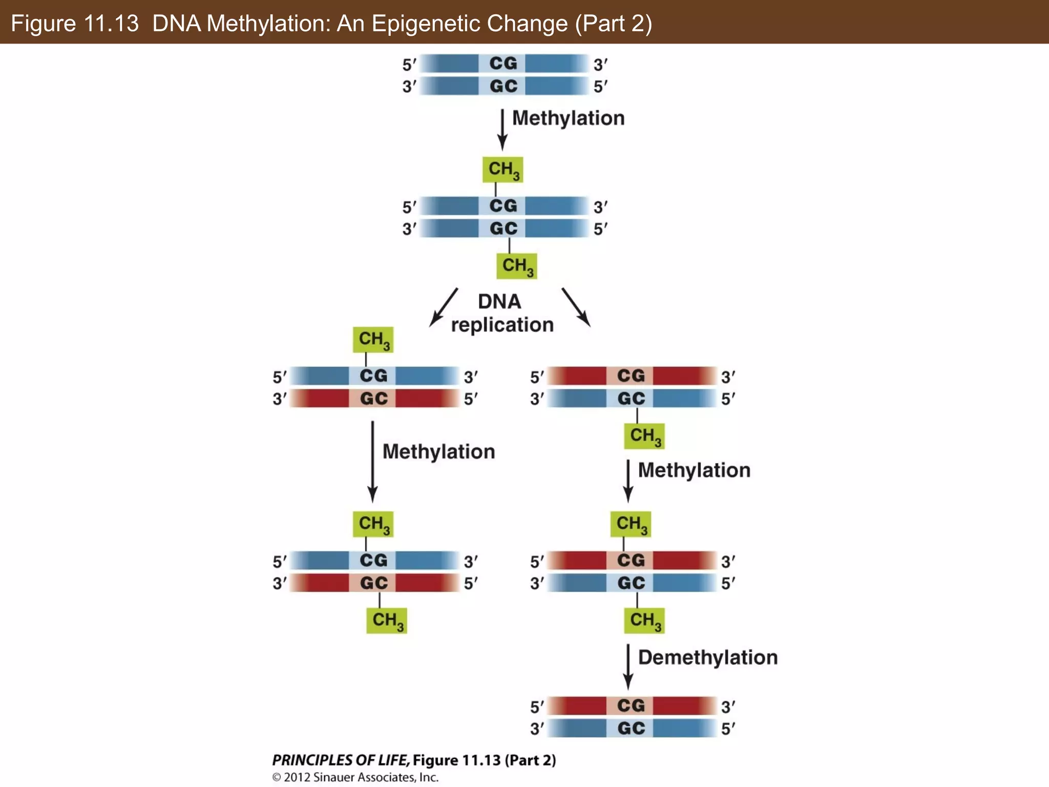 Figure 11.13 DNA Methylation: An Epigenetic Change (Part 2)
 