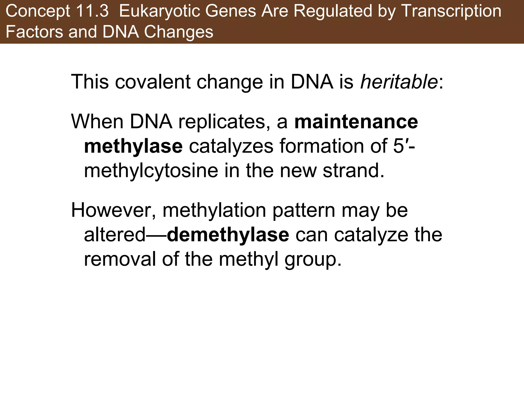 Concept 11.3 Eukaryotic Genes Are Regulated by Transcription
Factors and DNA Changes
This covalent change in DNA is heritable:
When DNA replicates, a maintenance
methylase catalyzes formation of 5′-
methylcytosine in the new strand.
However, methylation pattern may be
altered—demethylase can catalyze the
removal of the methyl group.
 
