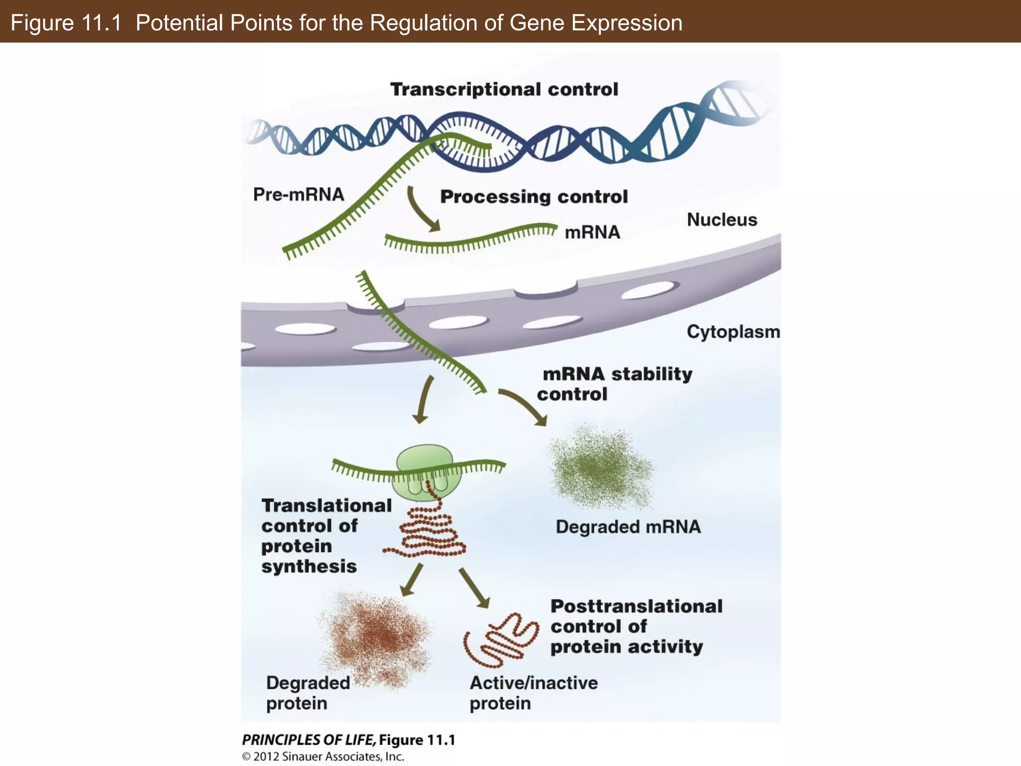 Figure 11.1 Potential Points for the Regulation of Gene Expression
 