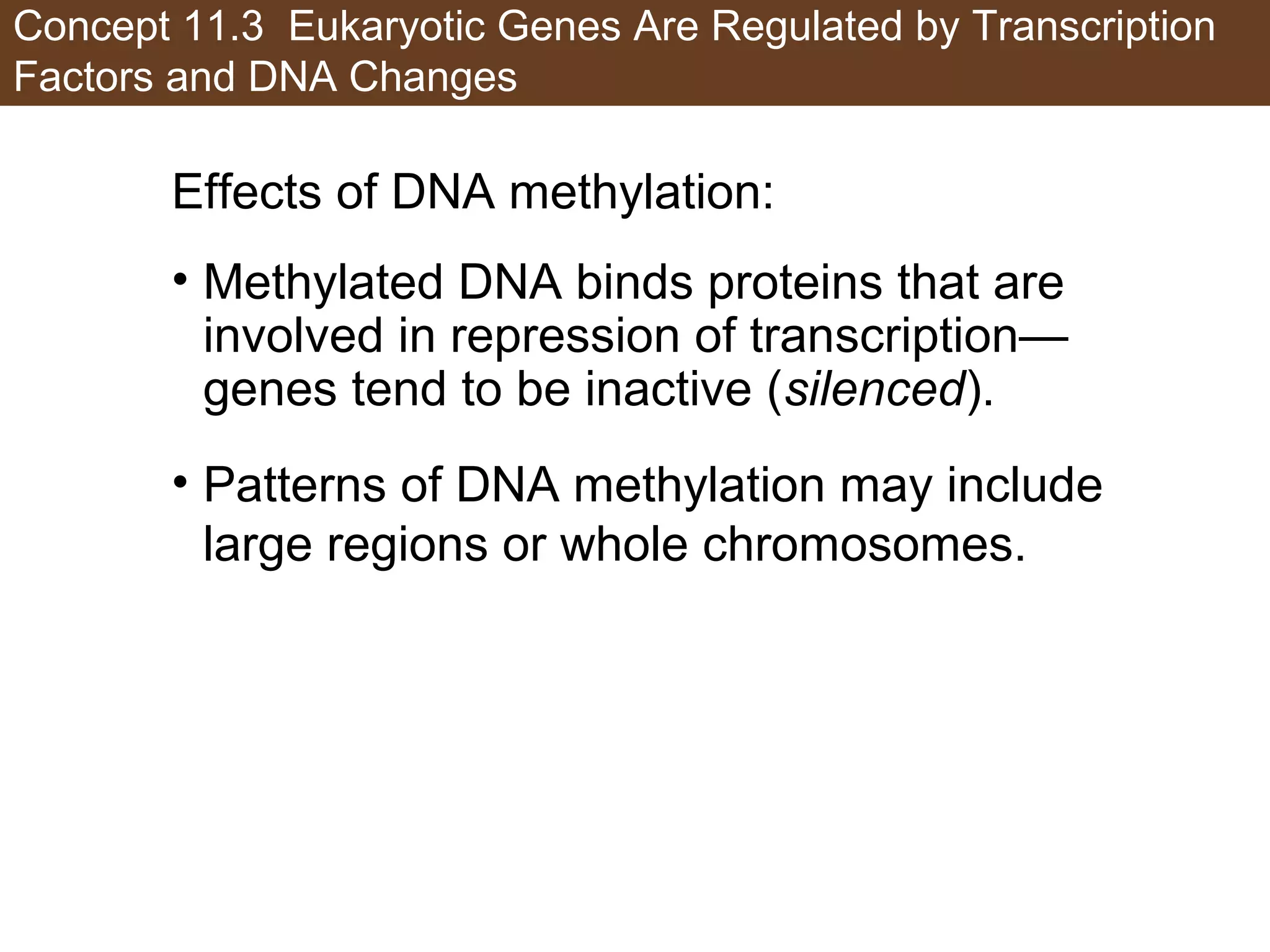 Concept 11.3 Eukaryotic Genes Are Regulated by Transcription
Factors and DNA Changes
Effects of DNA methylation:
• Methylated DNA binds proteins that are
involved in repression of transcription—
genes tend to be inactive (silenced).
• Patterns of DNA methylation may include
large regions or whole chromosomes.
 