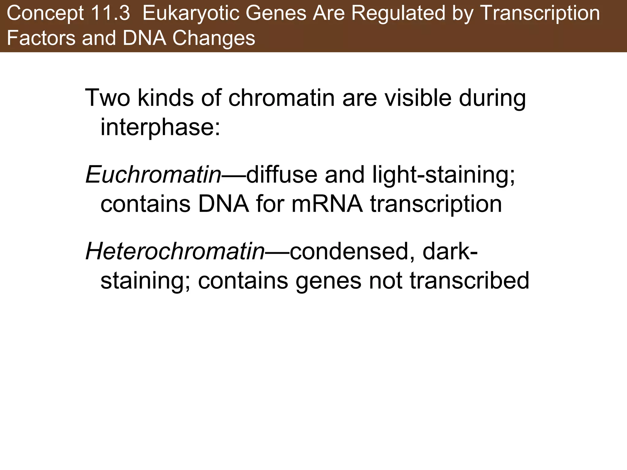 Concept 11.3 Eukaryotic Genes Are Regulated by Transcription
Factors and DNA Changes
Two kinds of chromatin are visible during
interphase:
Euchromatin—diffuse and light-staining;
contains DNA for mRNA transcription
Heterochromatin—condensed, dark-
staining; contains genes not transcribed
 