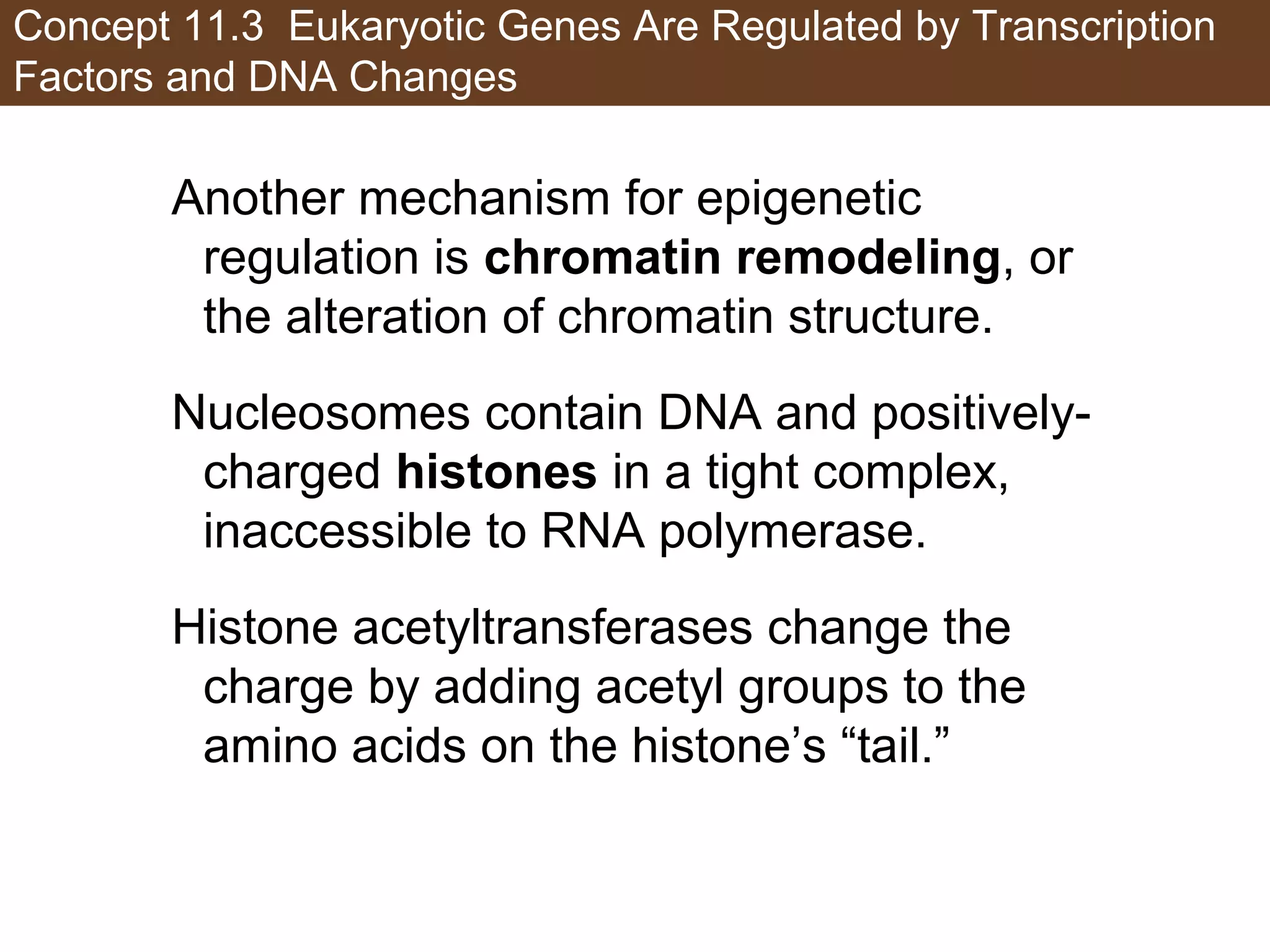 Concept 11.3 Eukaryotic Genes Are Regulated by Transcription
Factors and DNA Changes
Another mechanism for epigenetic
regulation is chromatin remodeling, or
the alteration of chromatin structure.
Nucleosomes contain DNA and positively-
charged histones in a tight complex,
inaccessible to RNA polymerase.
Histone acetyltransferases change the
charge by adding acetyl groups to the
amino acids on the histone’s “tail.”
 