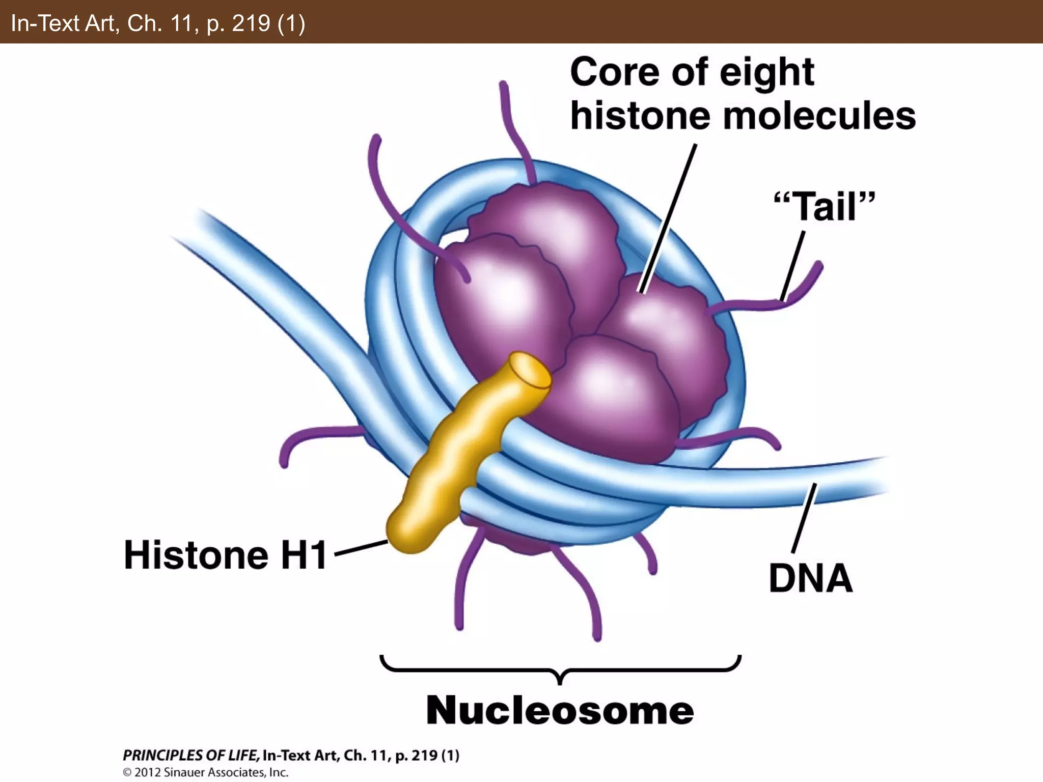 In-Text Art, Ch. 11, p. 219 (1)
 