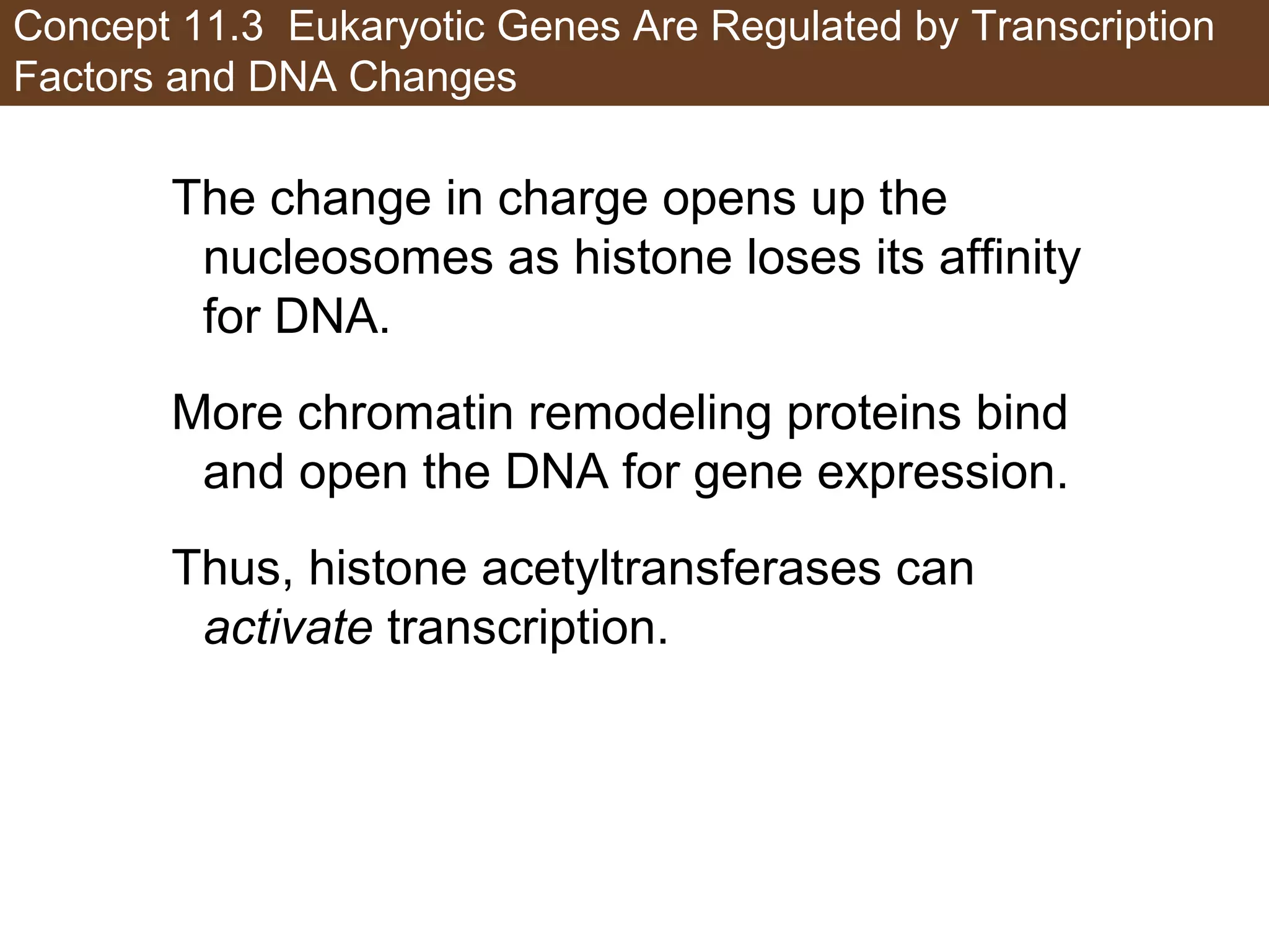 Concept 11.3 Eukaryotic Genes Are Regulated by Transcription
Factors and DNA Changes
The change in charge opens up the
nucleosomes as histone loses its affinity
for DNA.
More chromatin remodeling proteins bind
and open the DNA for gene expression.
Thus, histone acetyltransferases can
activate transcription.
 
