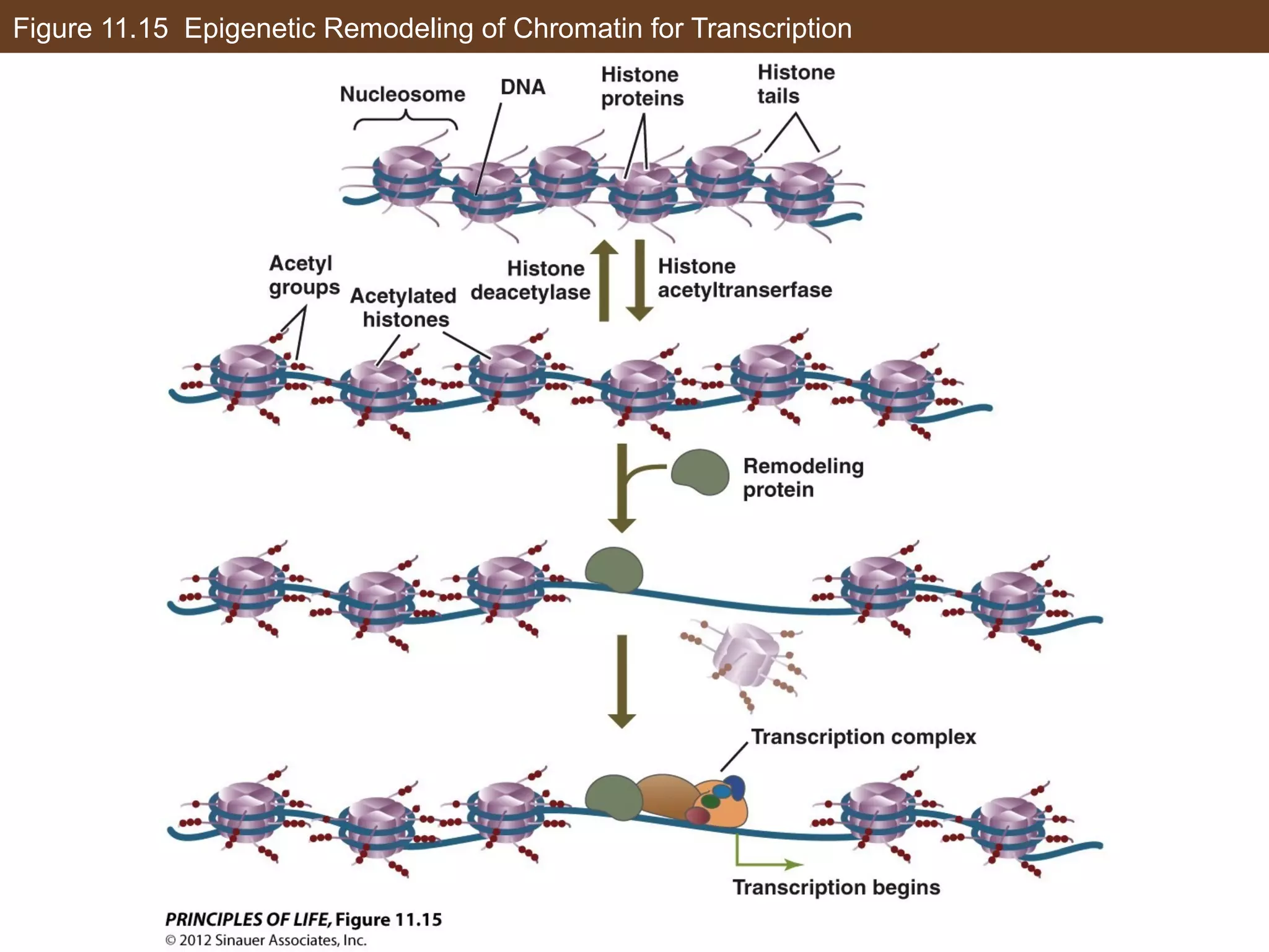 Figure 11.15 Epigenetic Remodeling of Chromatin for Transcription
 